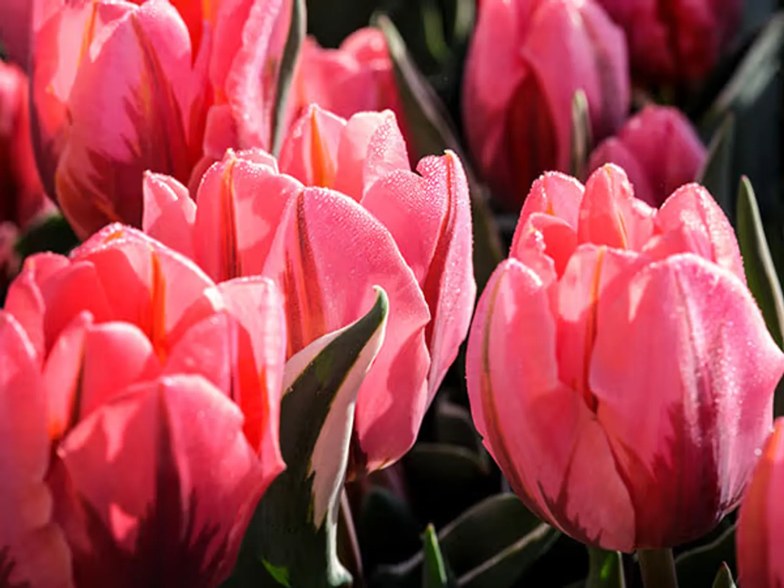 Pretty Princess Tulips