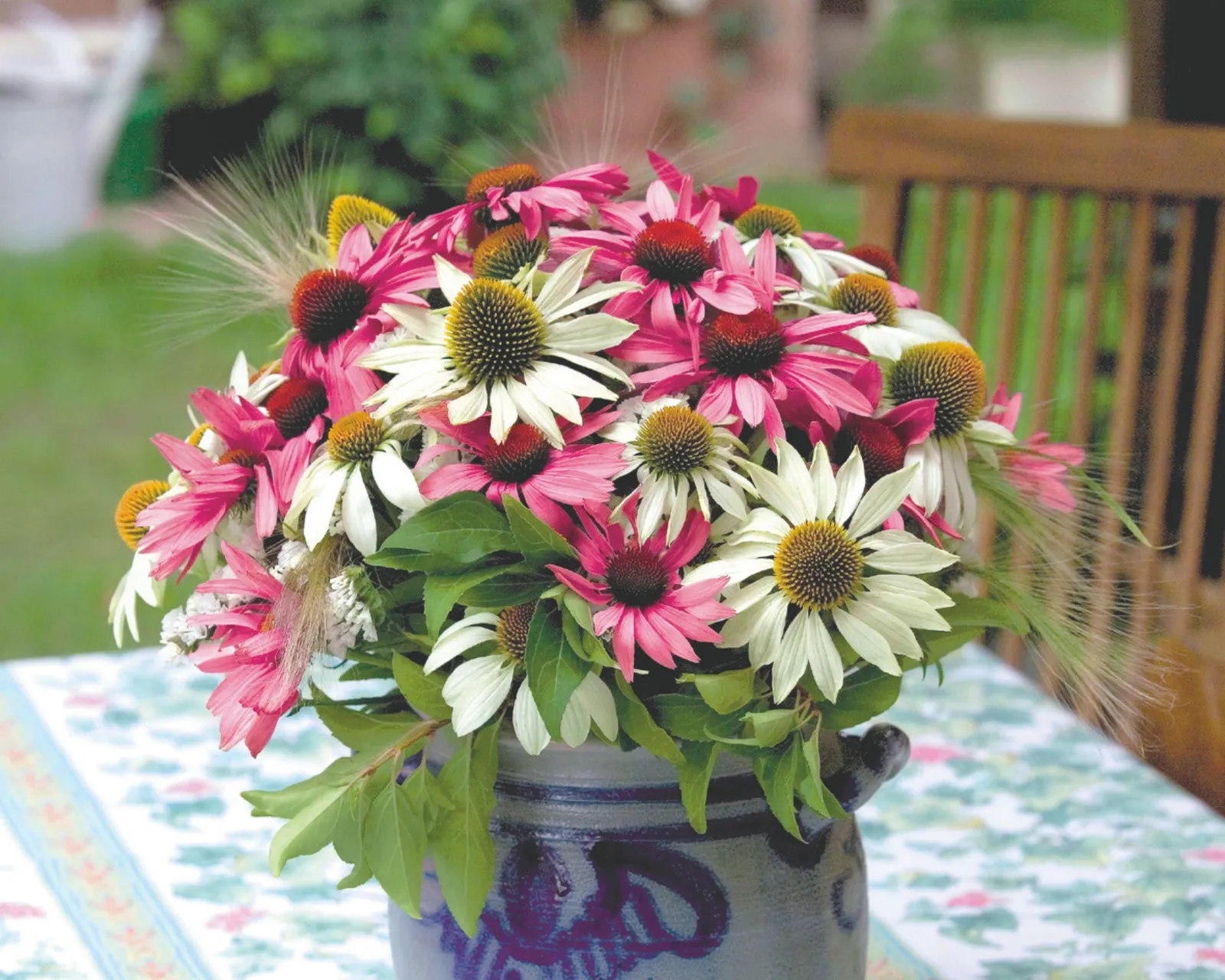 Primadonna Mix Echinacea