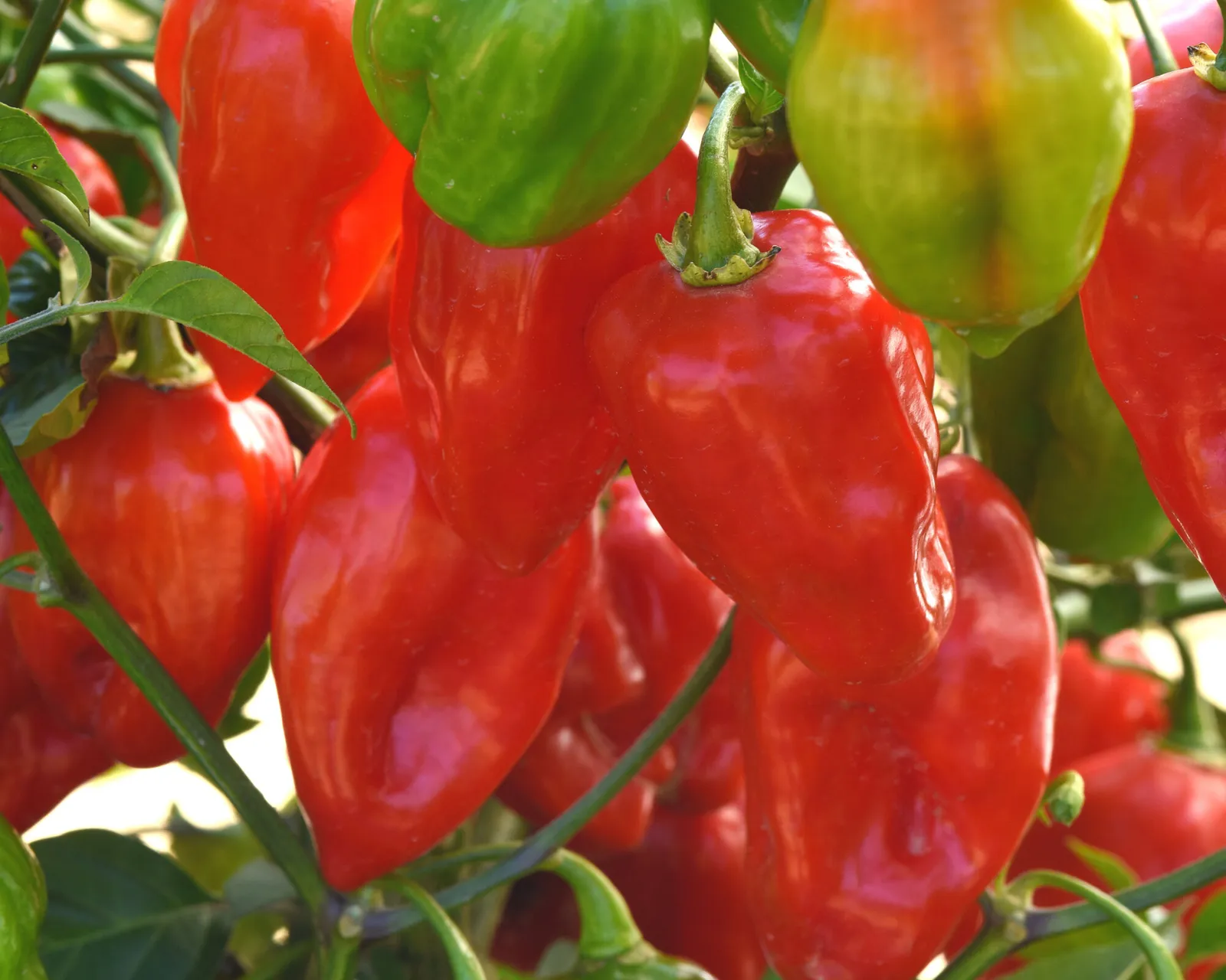 Primero Red Habanero Peppers