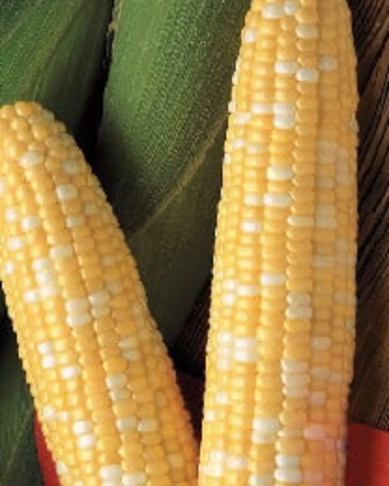 Primus (Bicolor Syn+) Corn