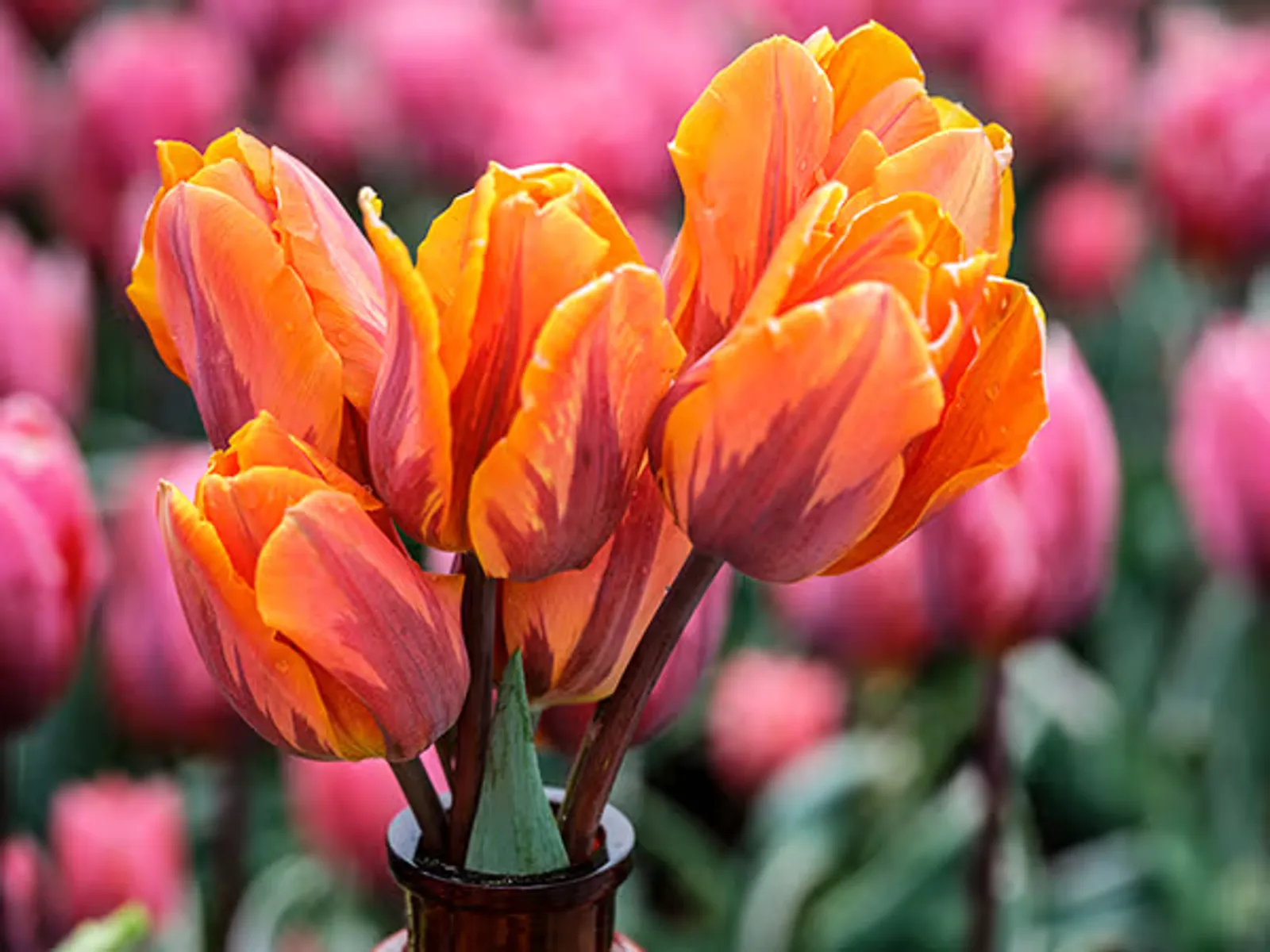 Princess Irene Tulips