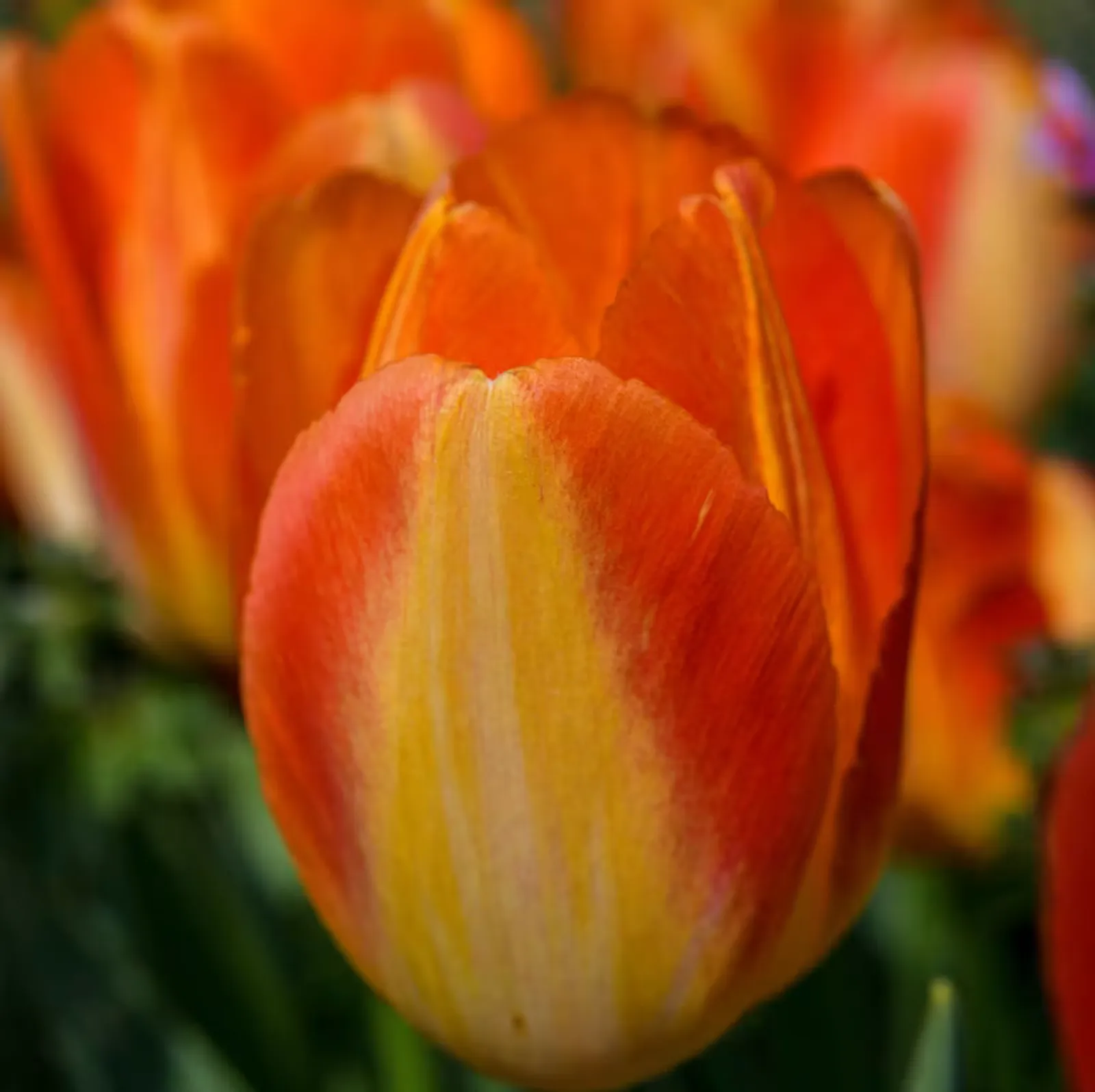 Prinz Armin Tulips