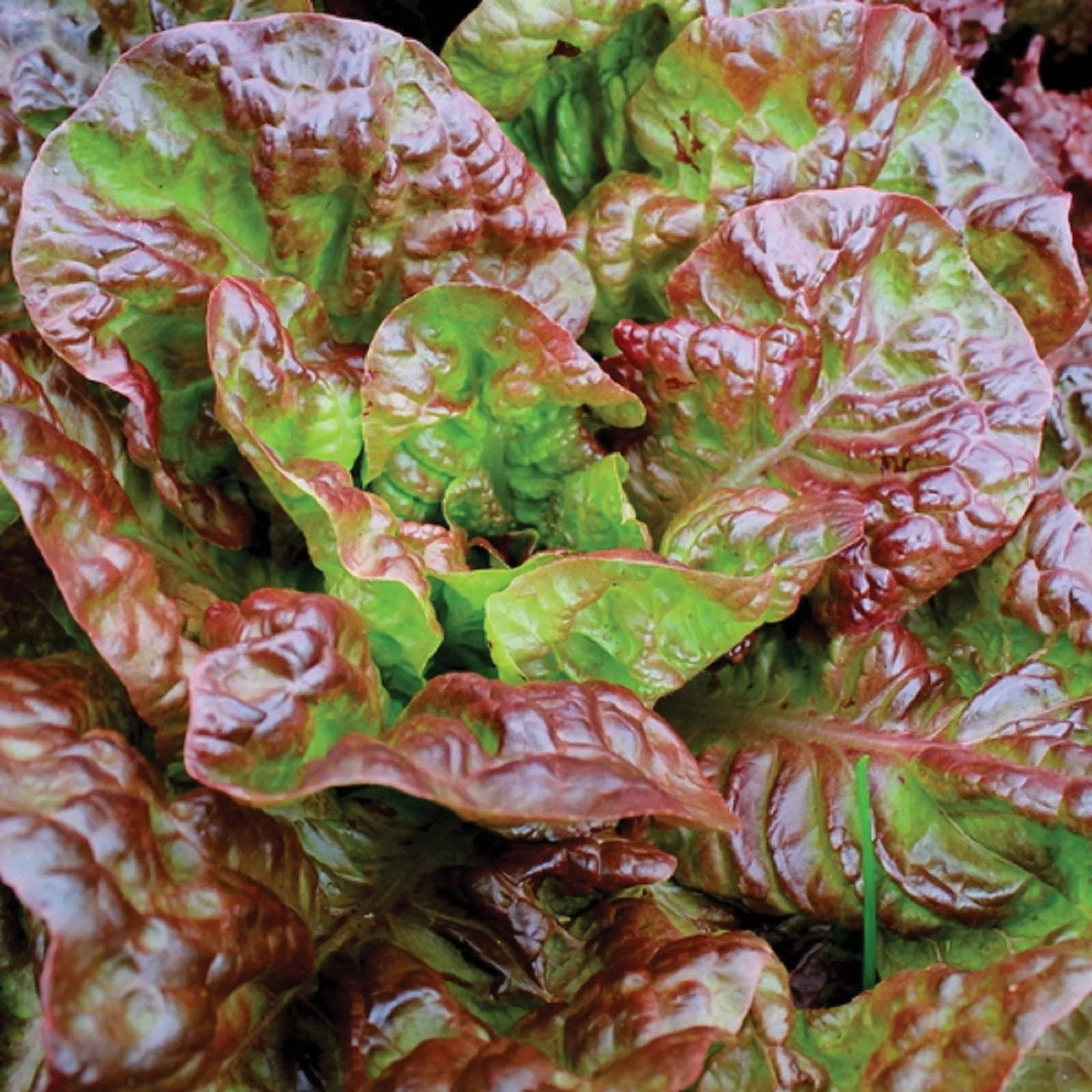 Prizehead Lettuce