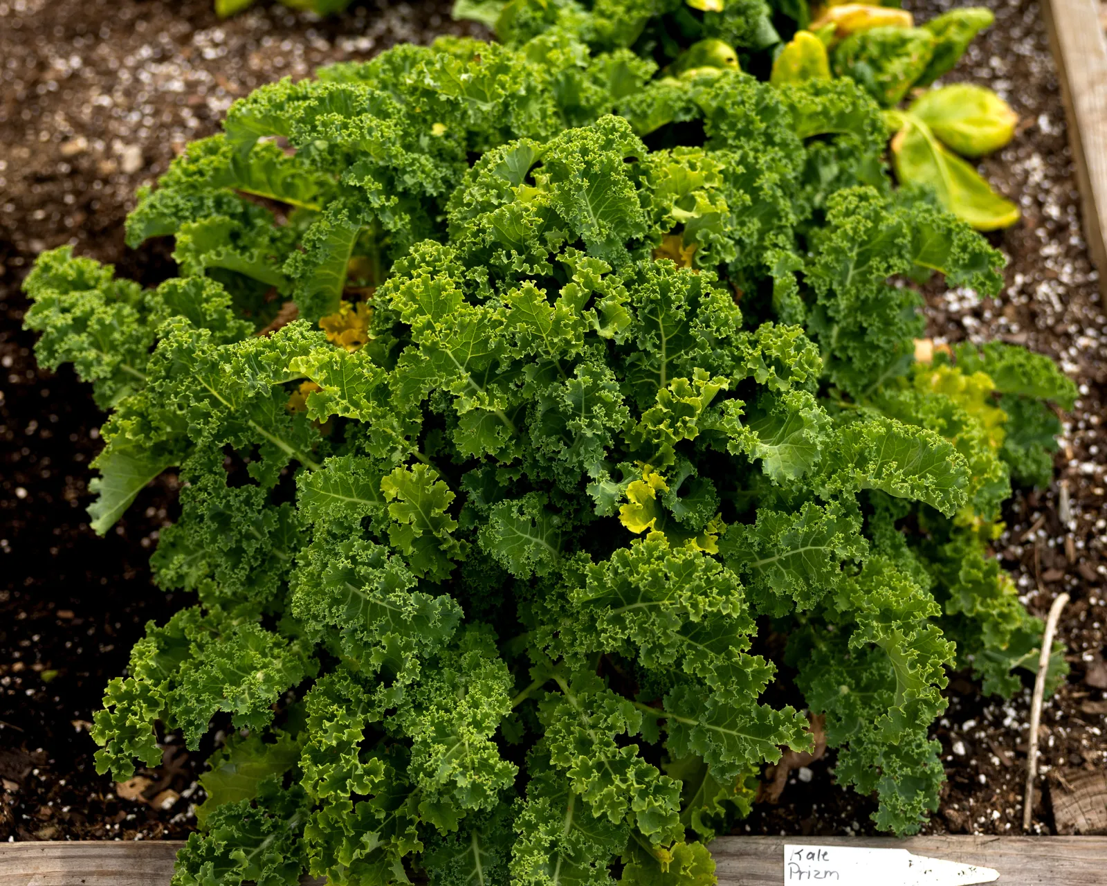 Prizm Kale