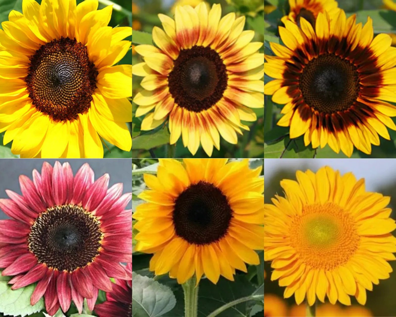 Pro Cut Hybrid Mix Sunflower