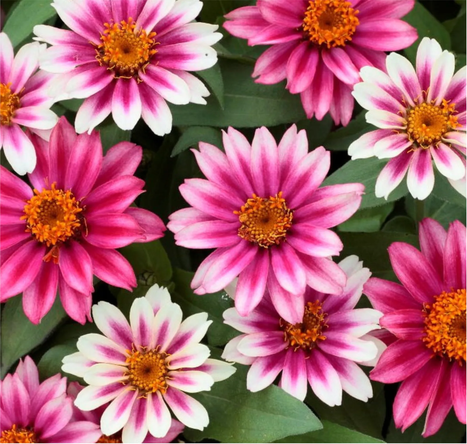 Profusion Cherry Bicolor Zinnia
