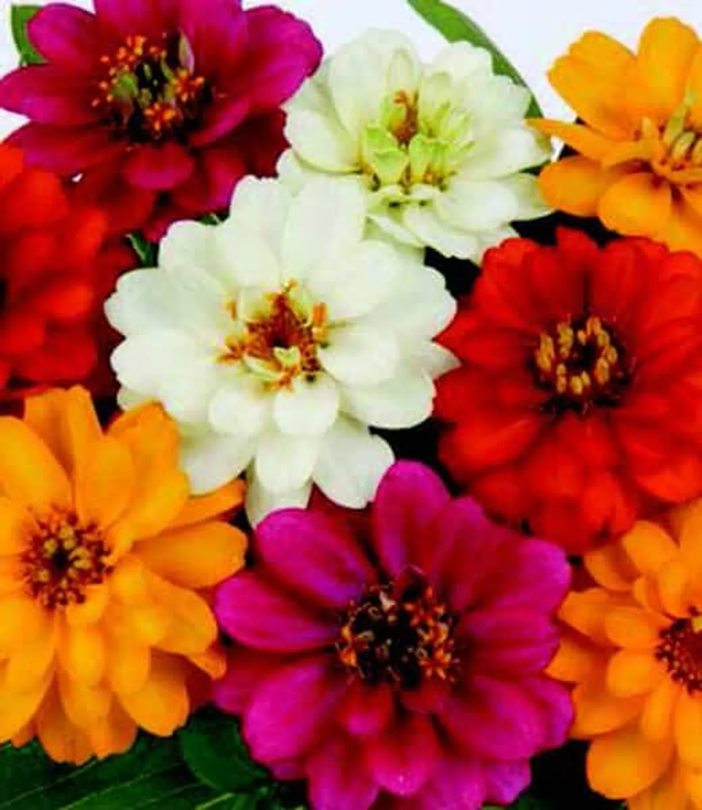Profusion Double Hybrid Formula Mix Zinnia