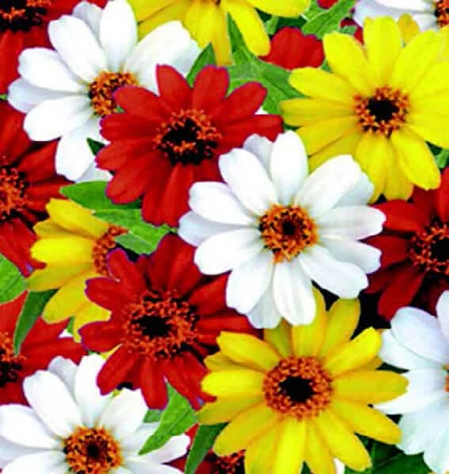 Profusion Hybrid Sunrise Mix Zinnia
