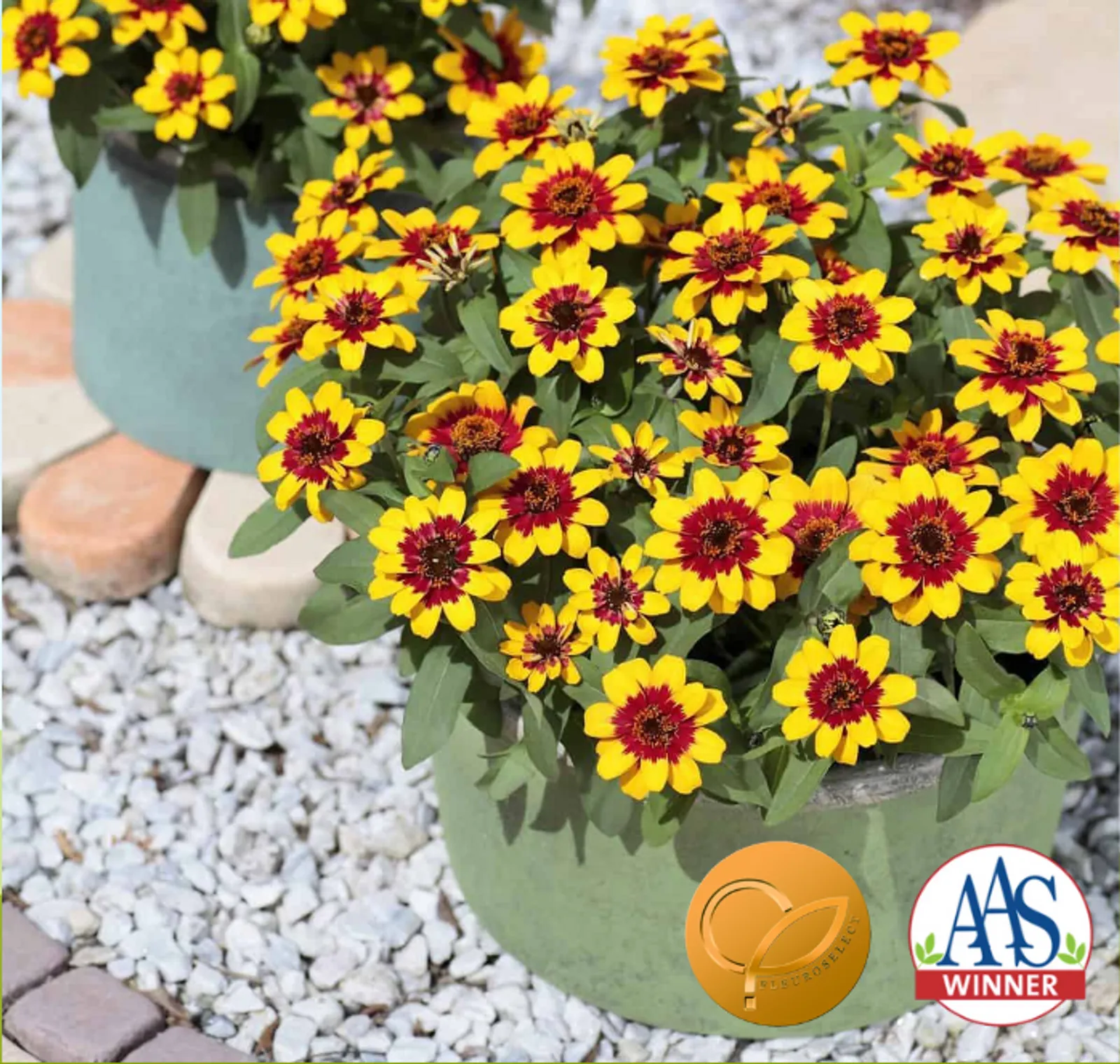 Profusion Red Yellow Bicolor Zinnia
