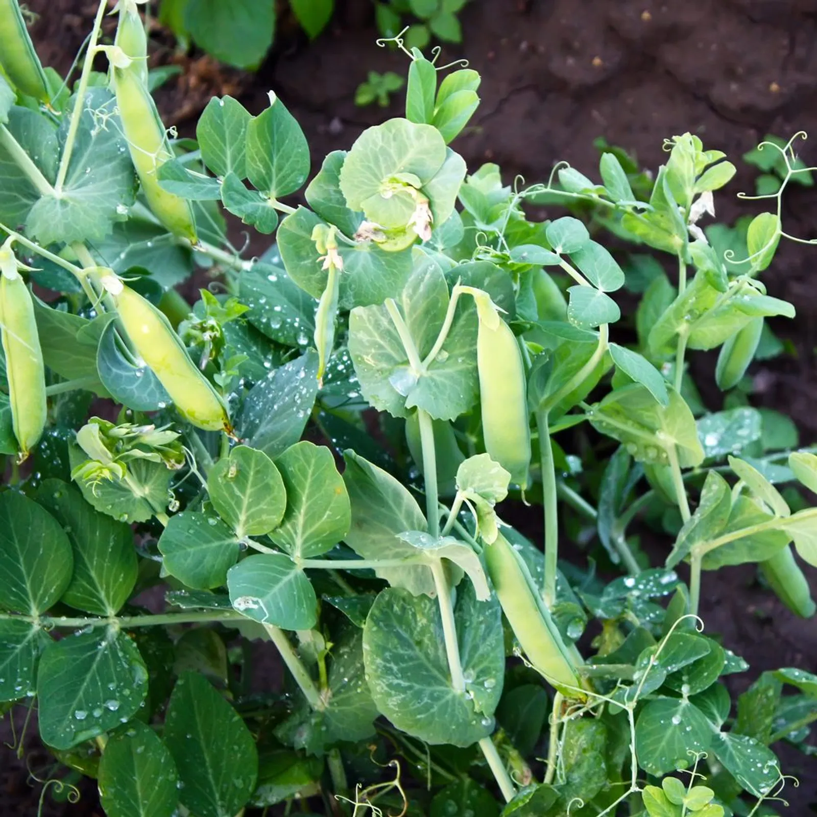 Progress #9 Shelling Peas