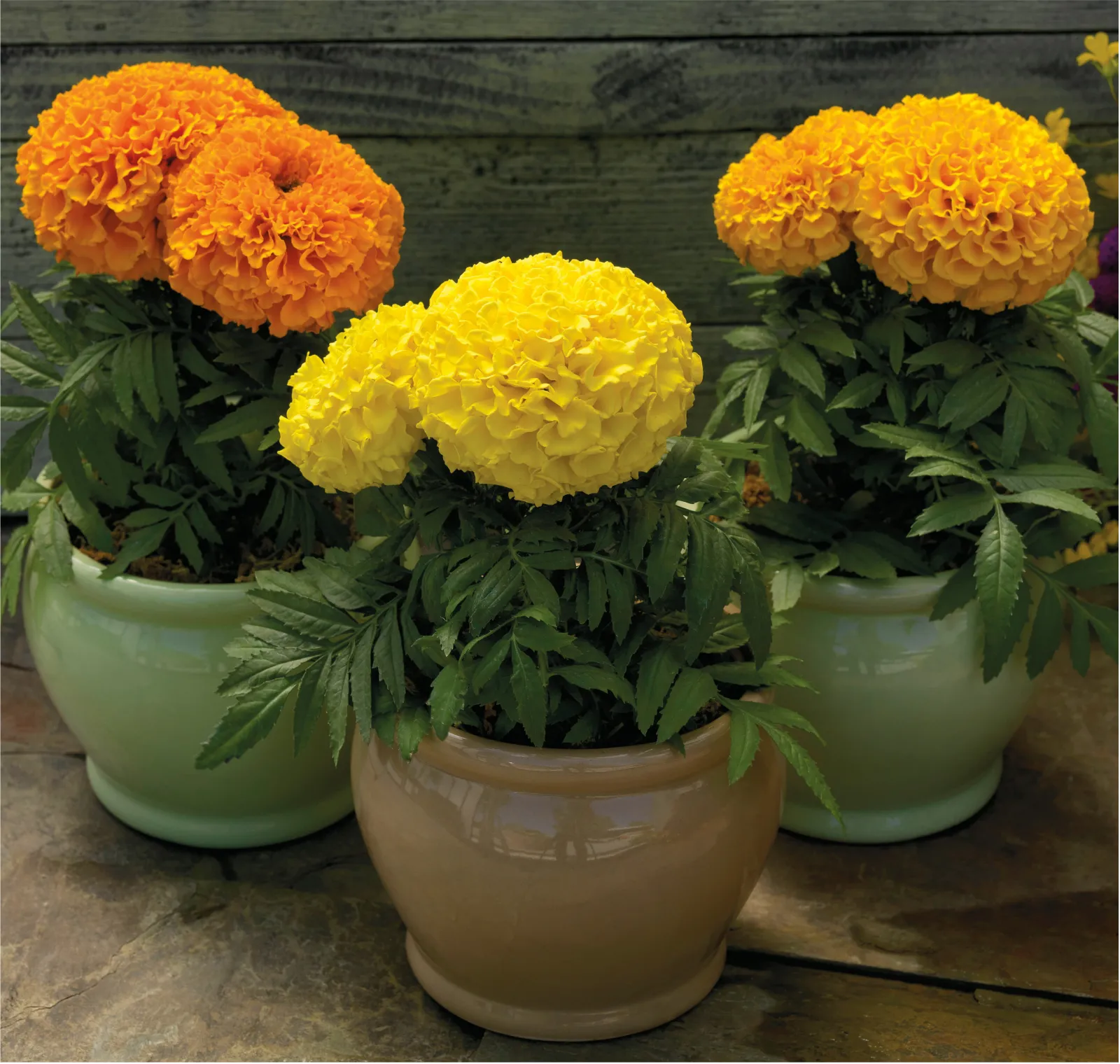 Proud Mari Hybrid Mix Marigold