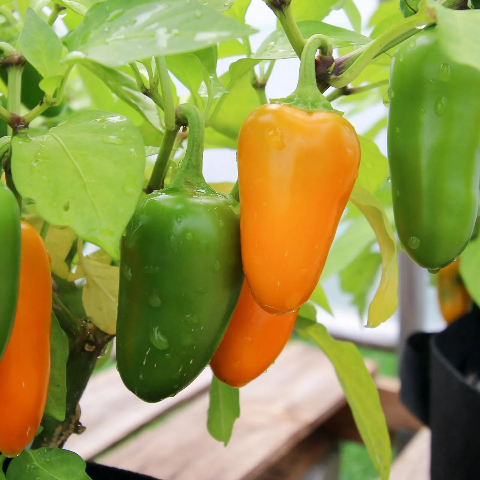 Jalapeño Pumpkin Spice Peppers