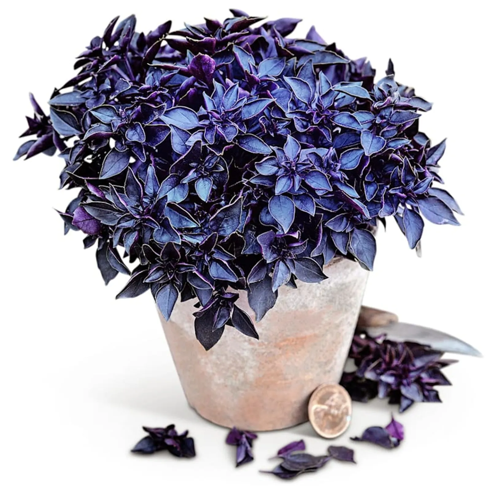 Purple Basil