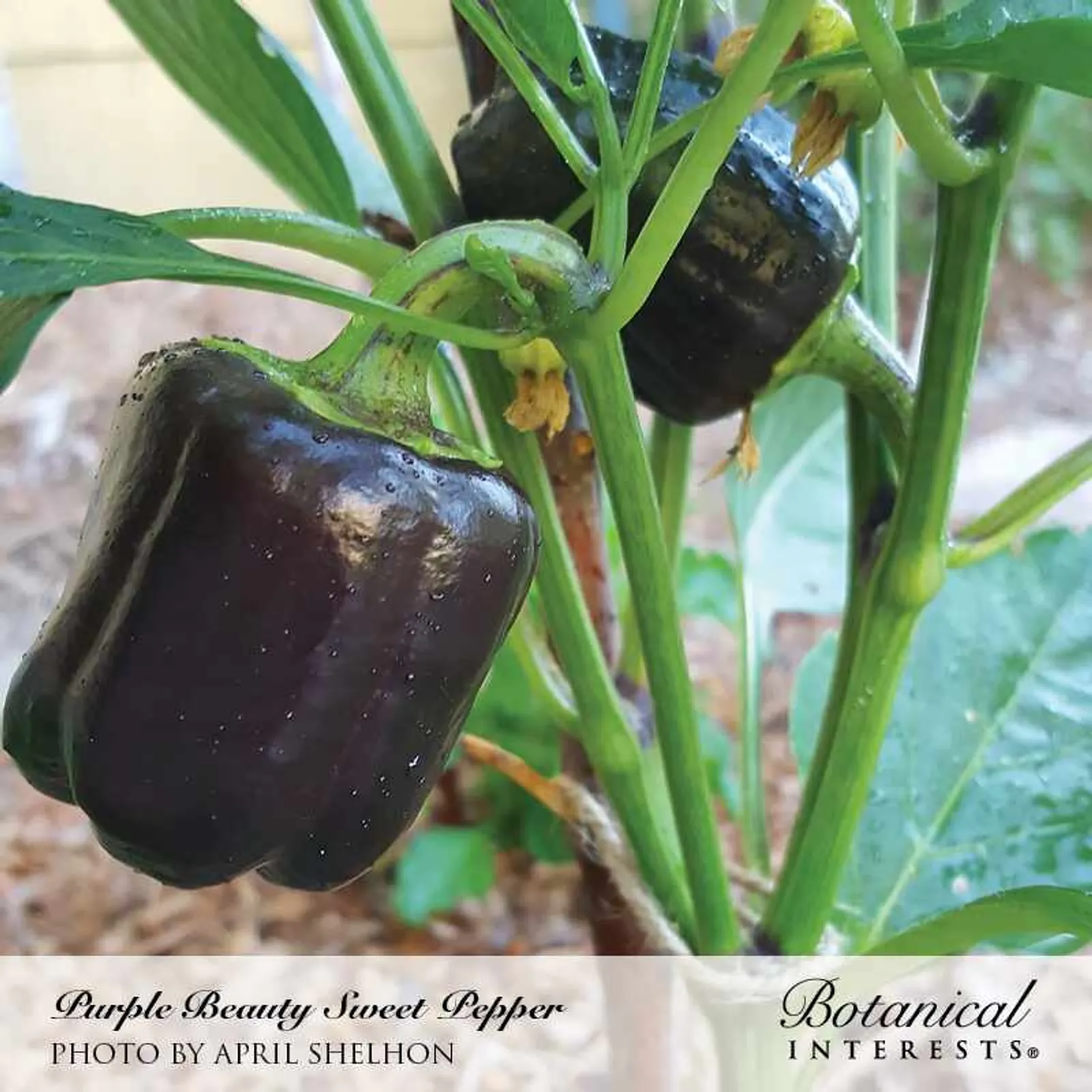 Purple Beauty Peppers