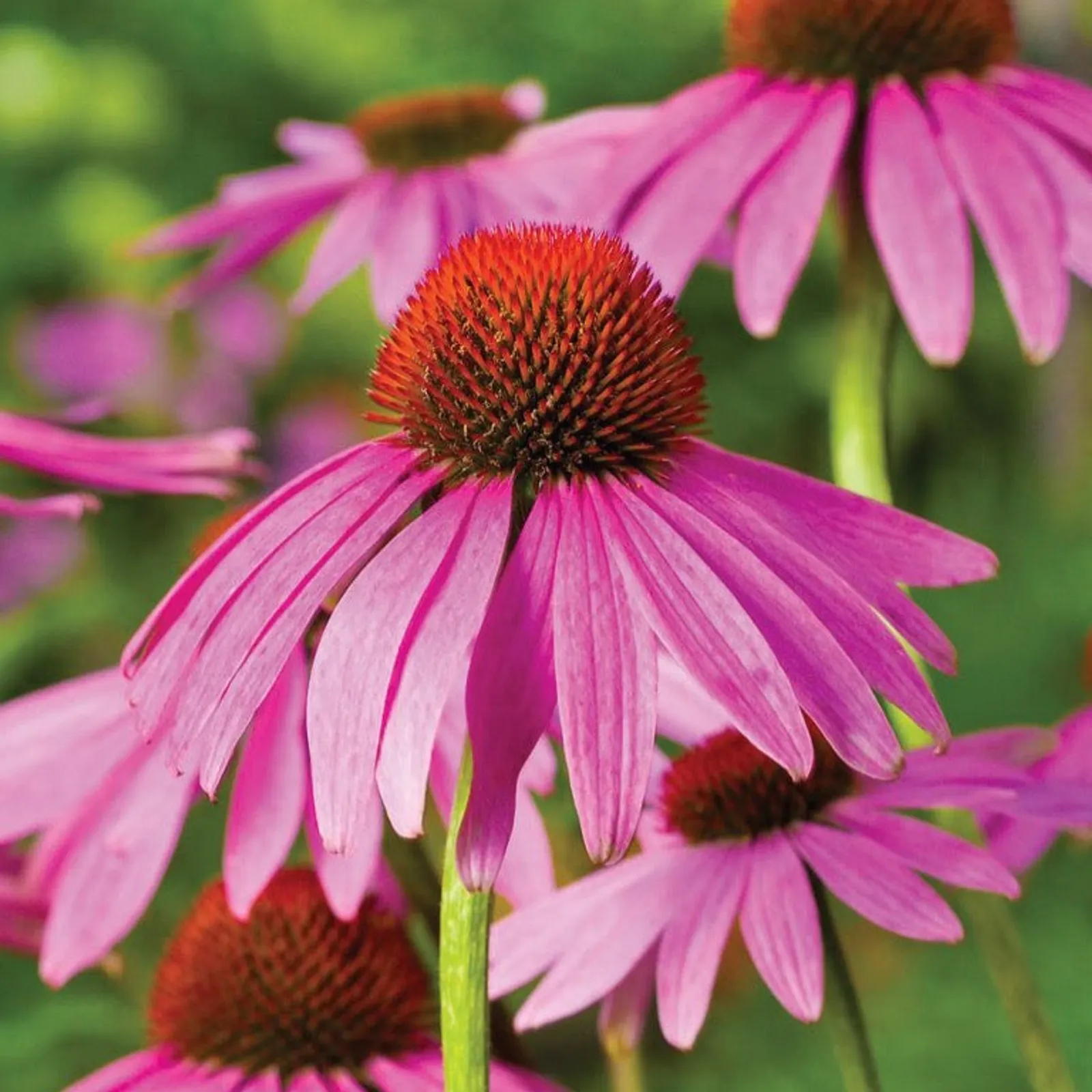 Purple Coneflower Echinacea