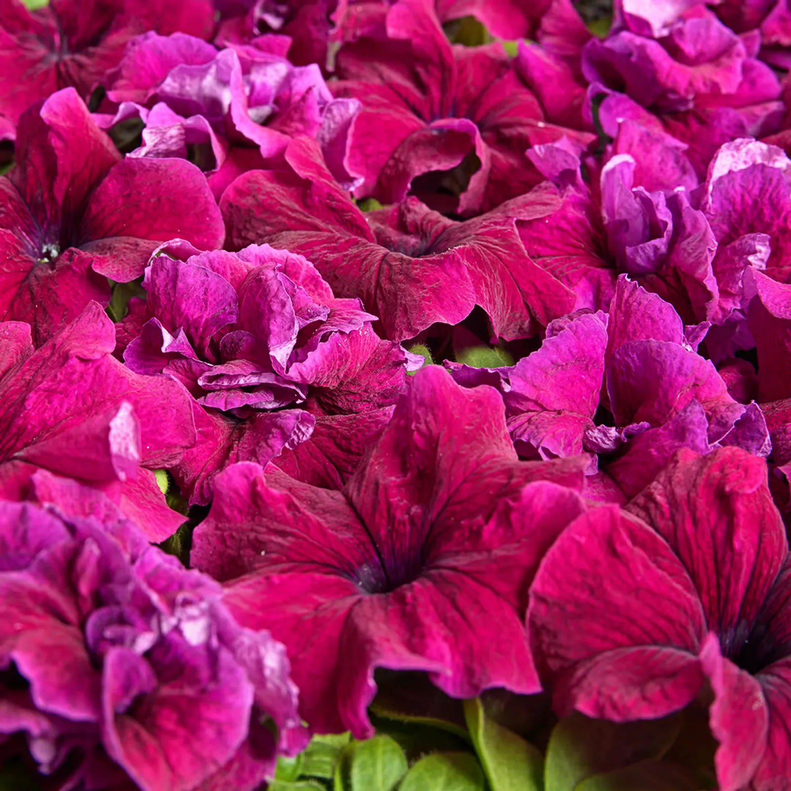 Purple Dwarf Petunia