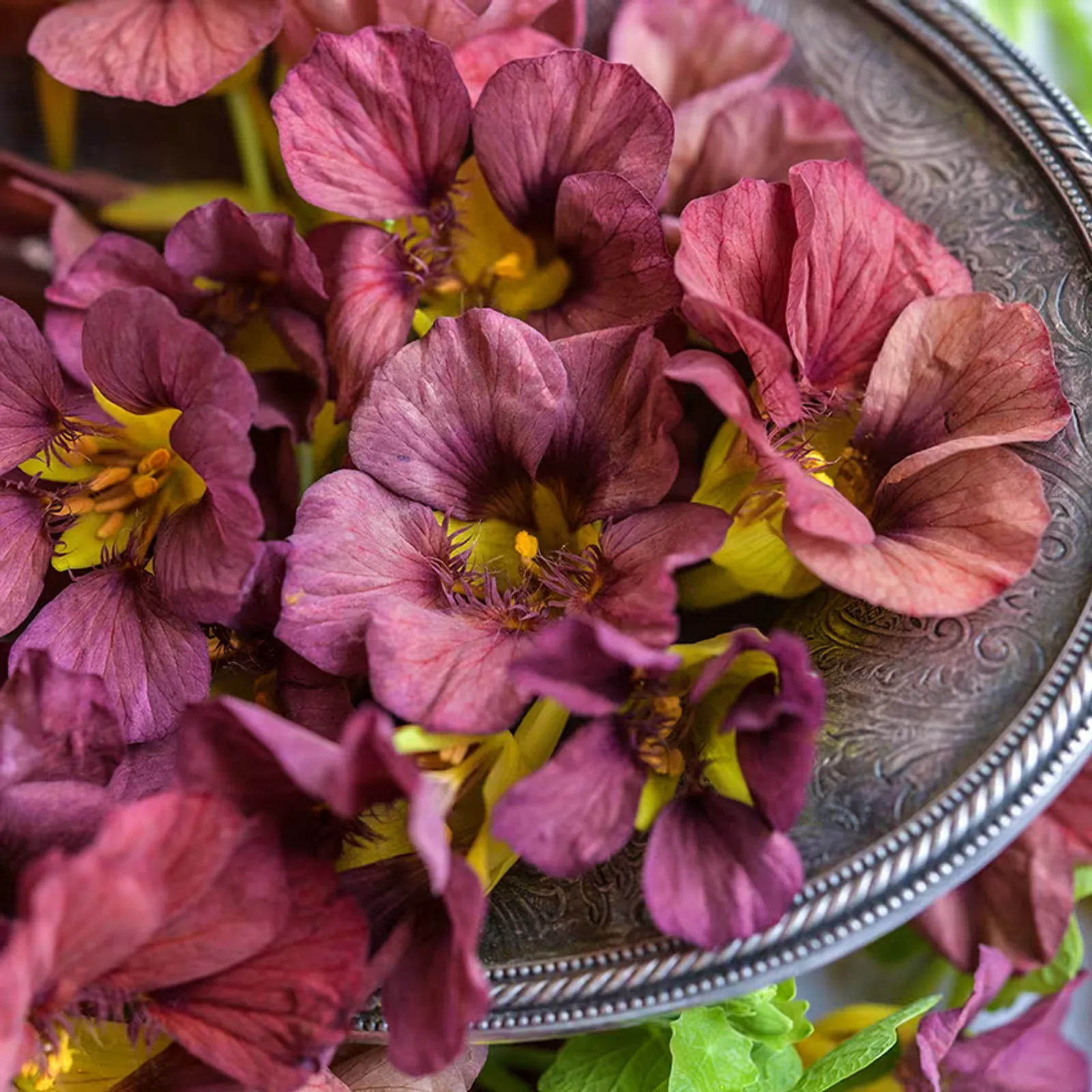 Purple Emperor Nasturtium