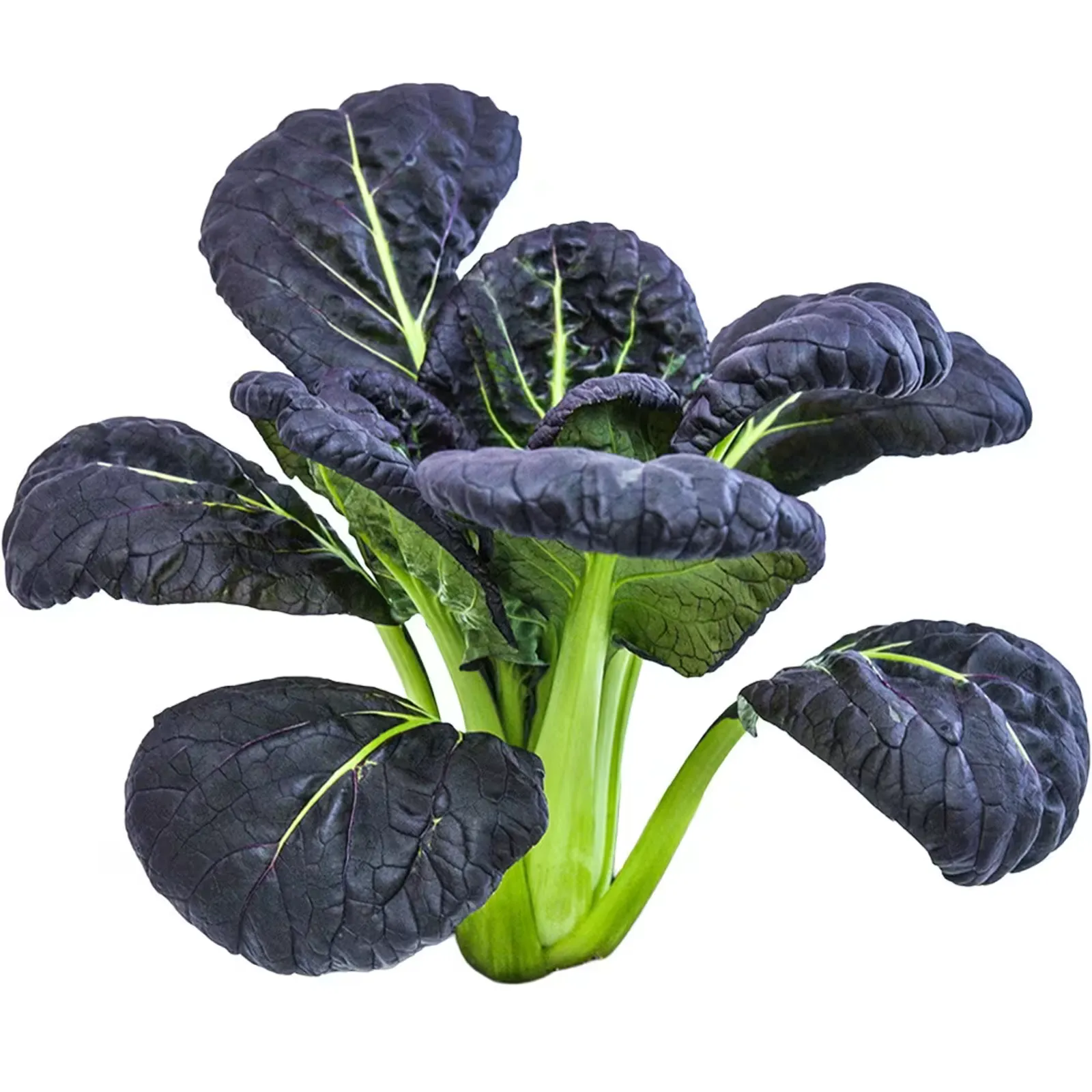 Purple Lady Bok Choy