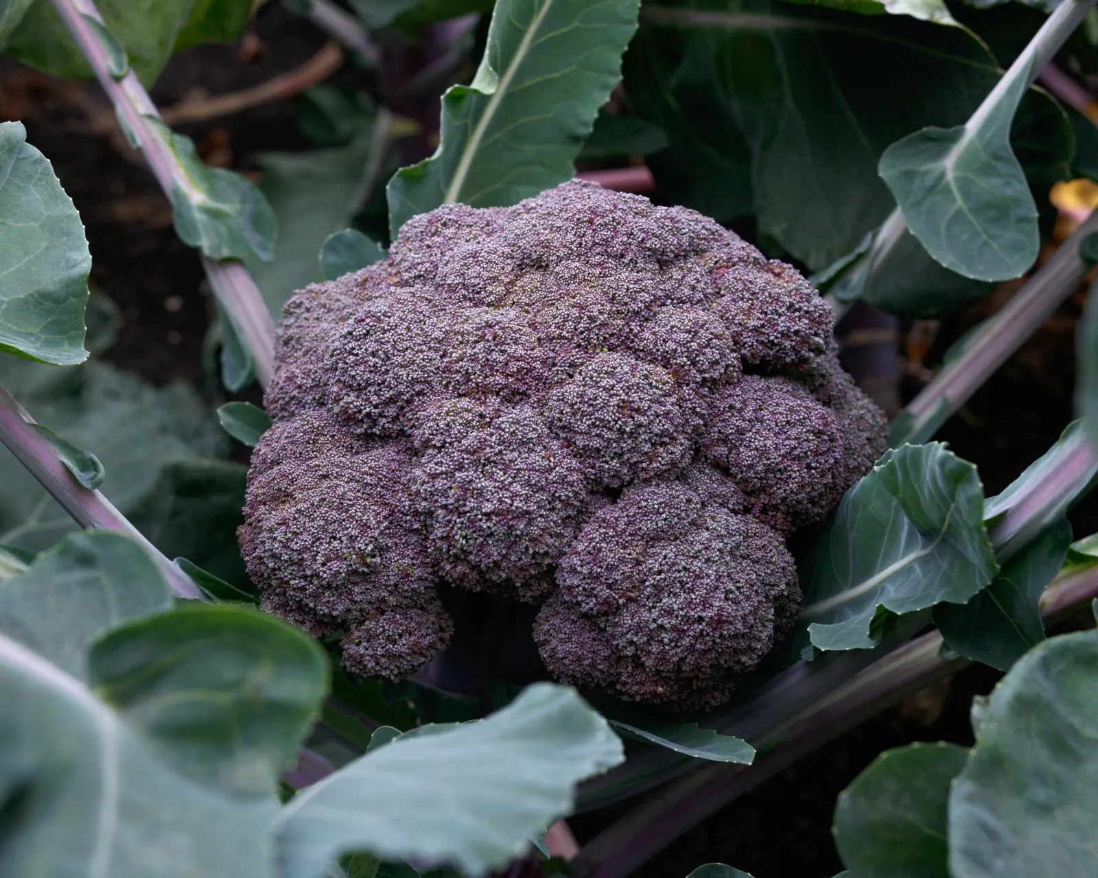 Purple Magic Hybrid Purple Broccoli