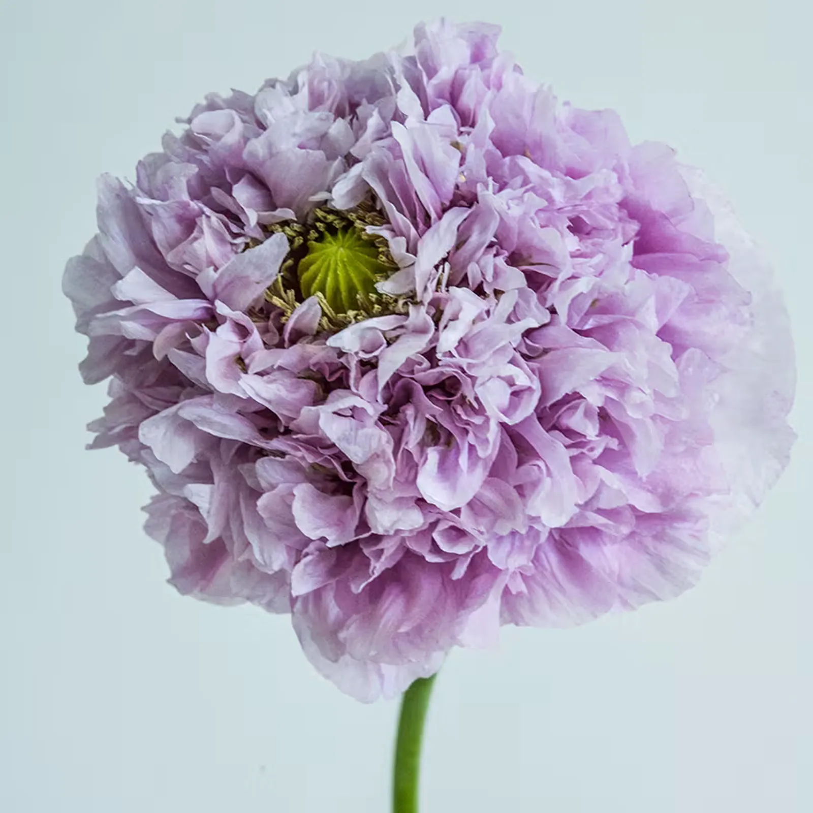 Purple Peony California Poppy
