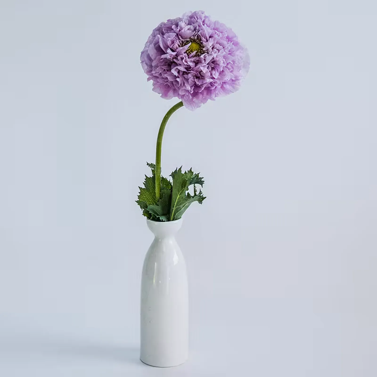Purple Peony Poppies