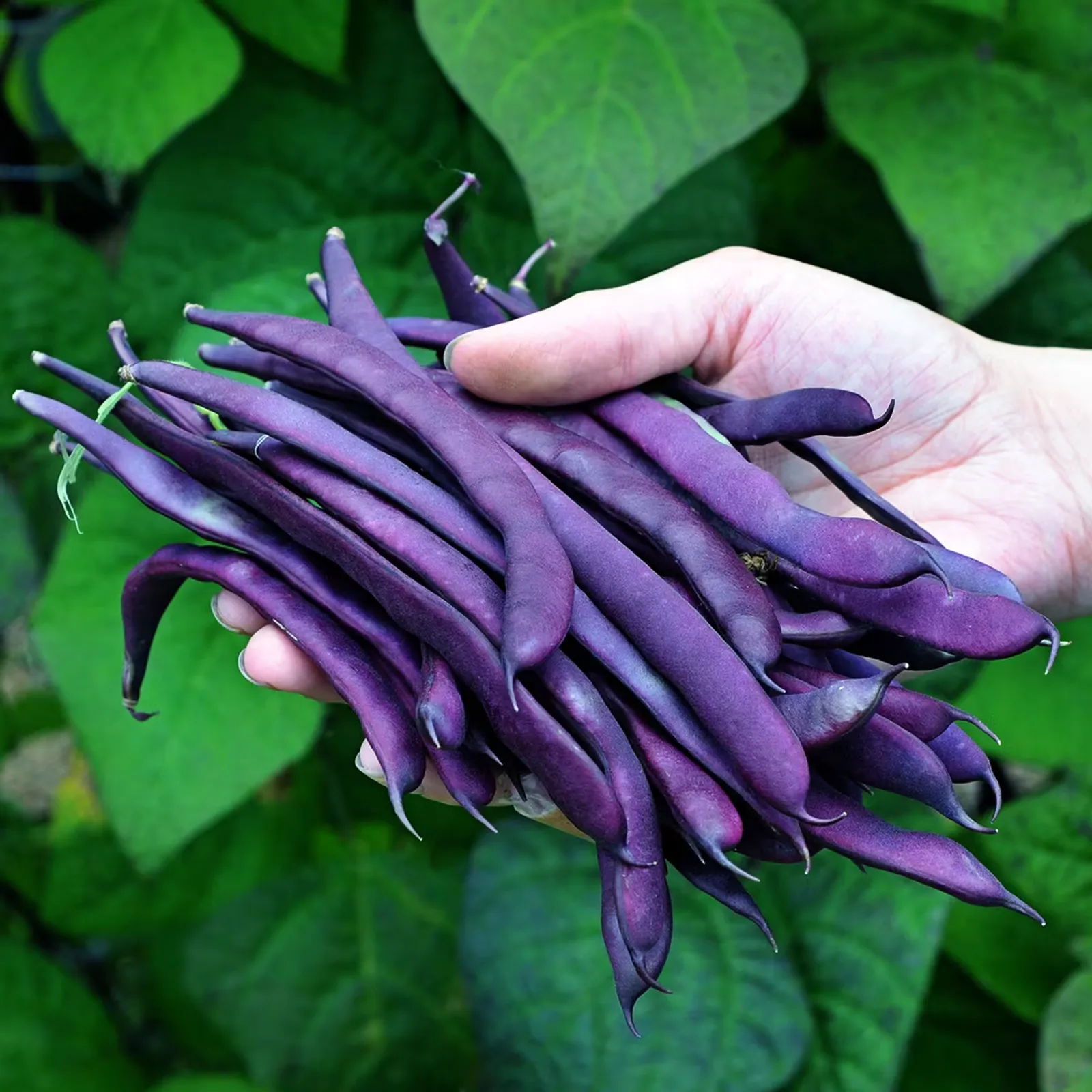 Pole Purple Podded Beans