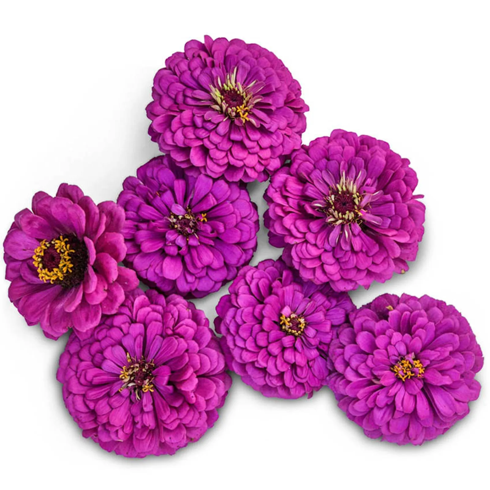Purple Prince Zinnia
