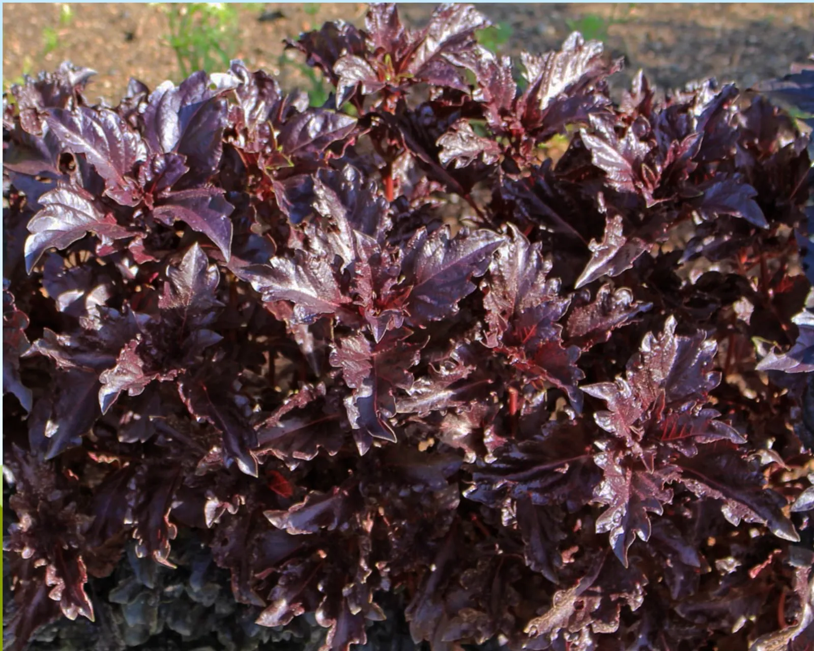 Purple Ruffles Basil