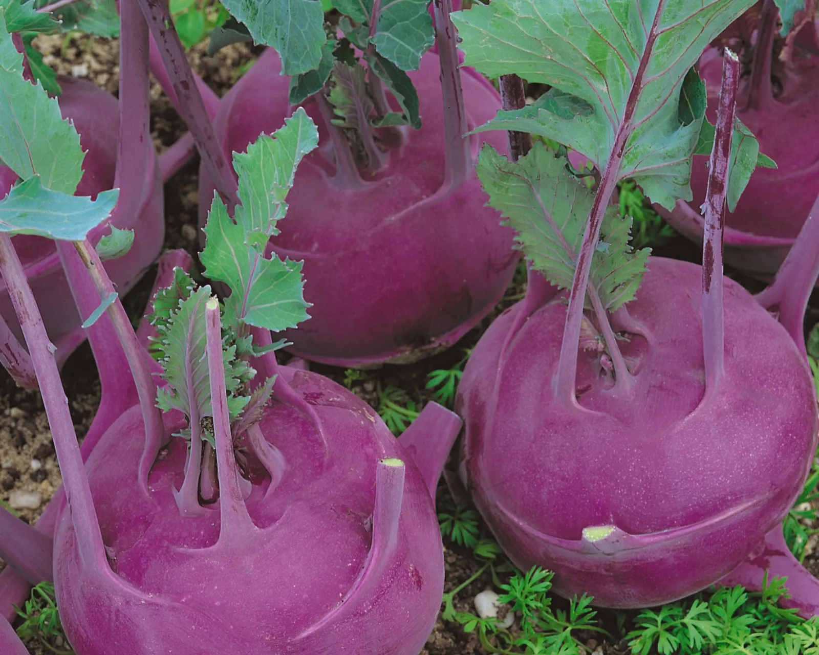 Purple Vienna Kohlrabi