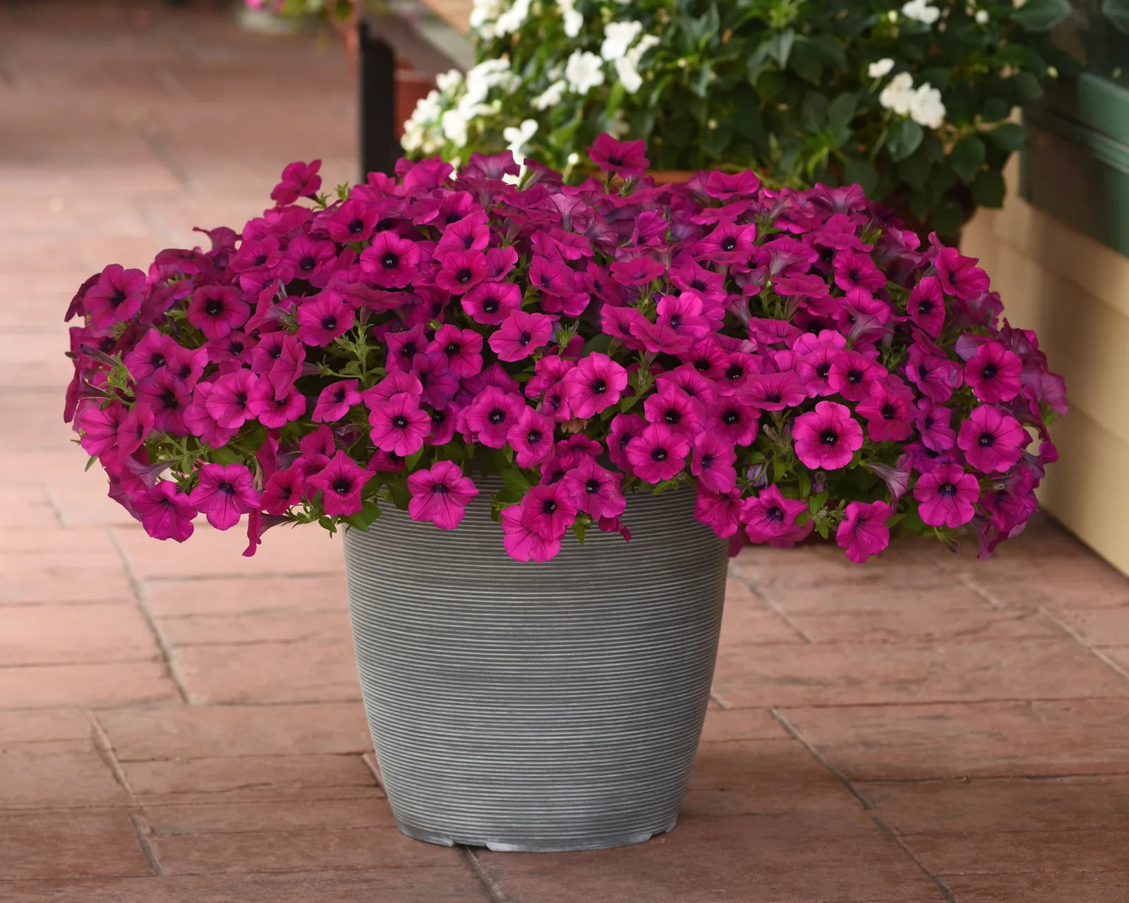 Purple Wave® Spreading Petunia