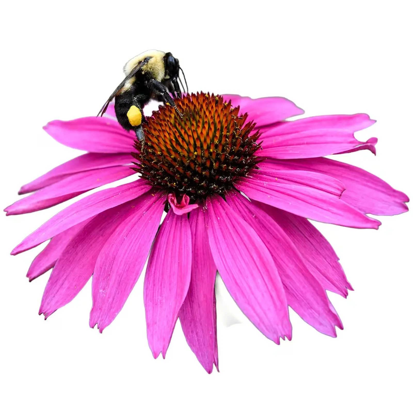 Purpurea Echinacea