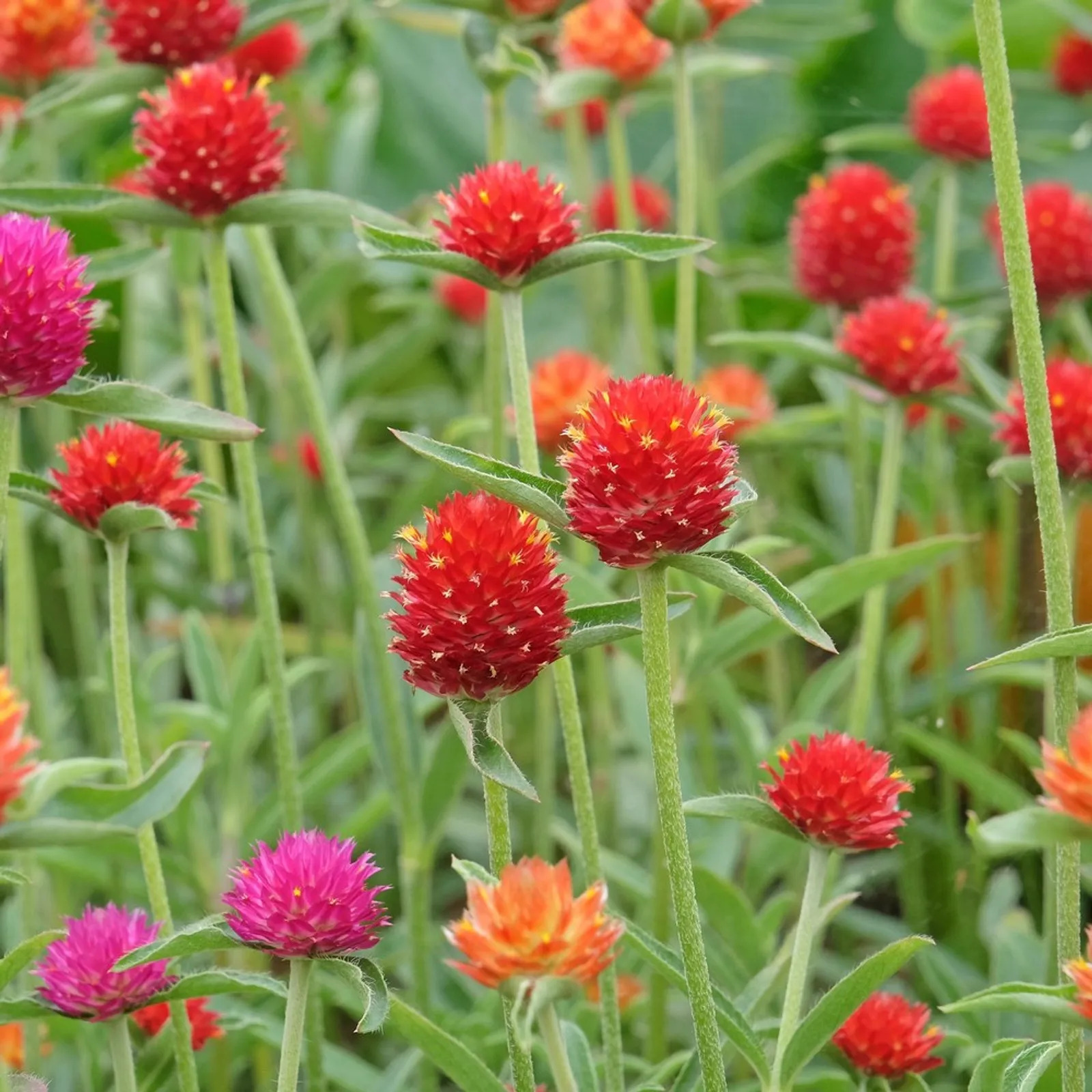 QIS Fiery Sunrise Blend Gomphrena Amaranth