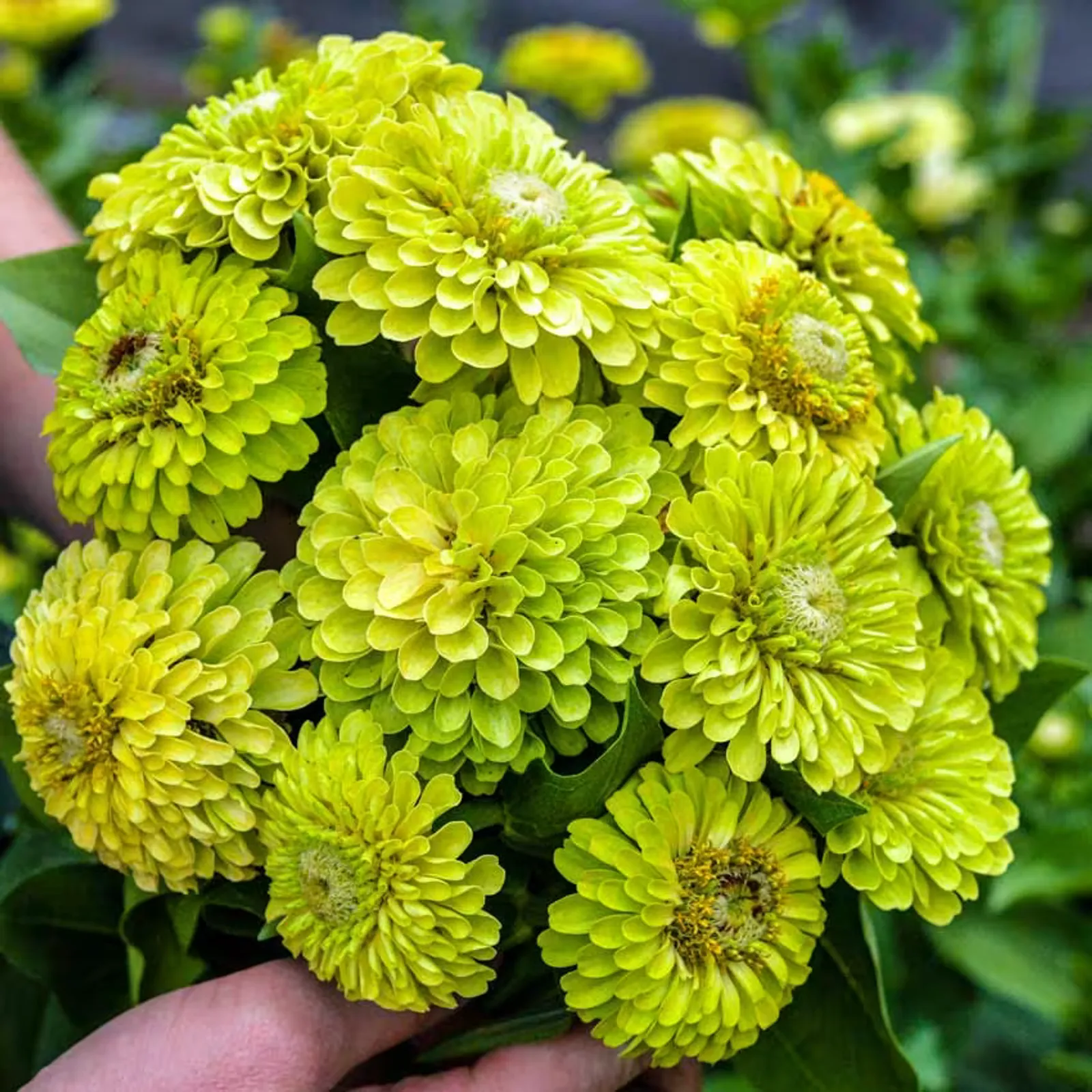 Queen Lime Zinnia