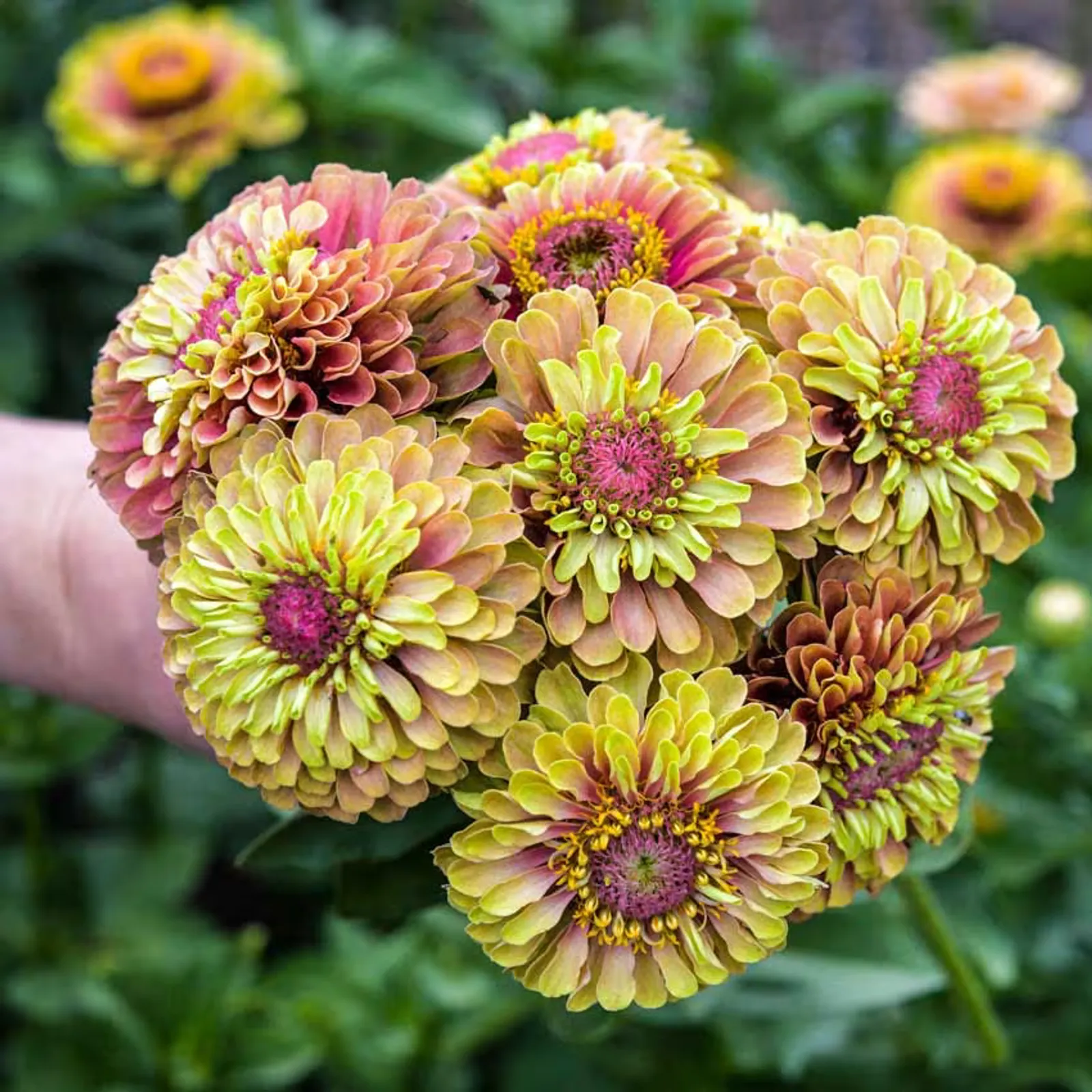 Queen Lime Blush Zinnia