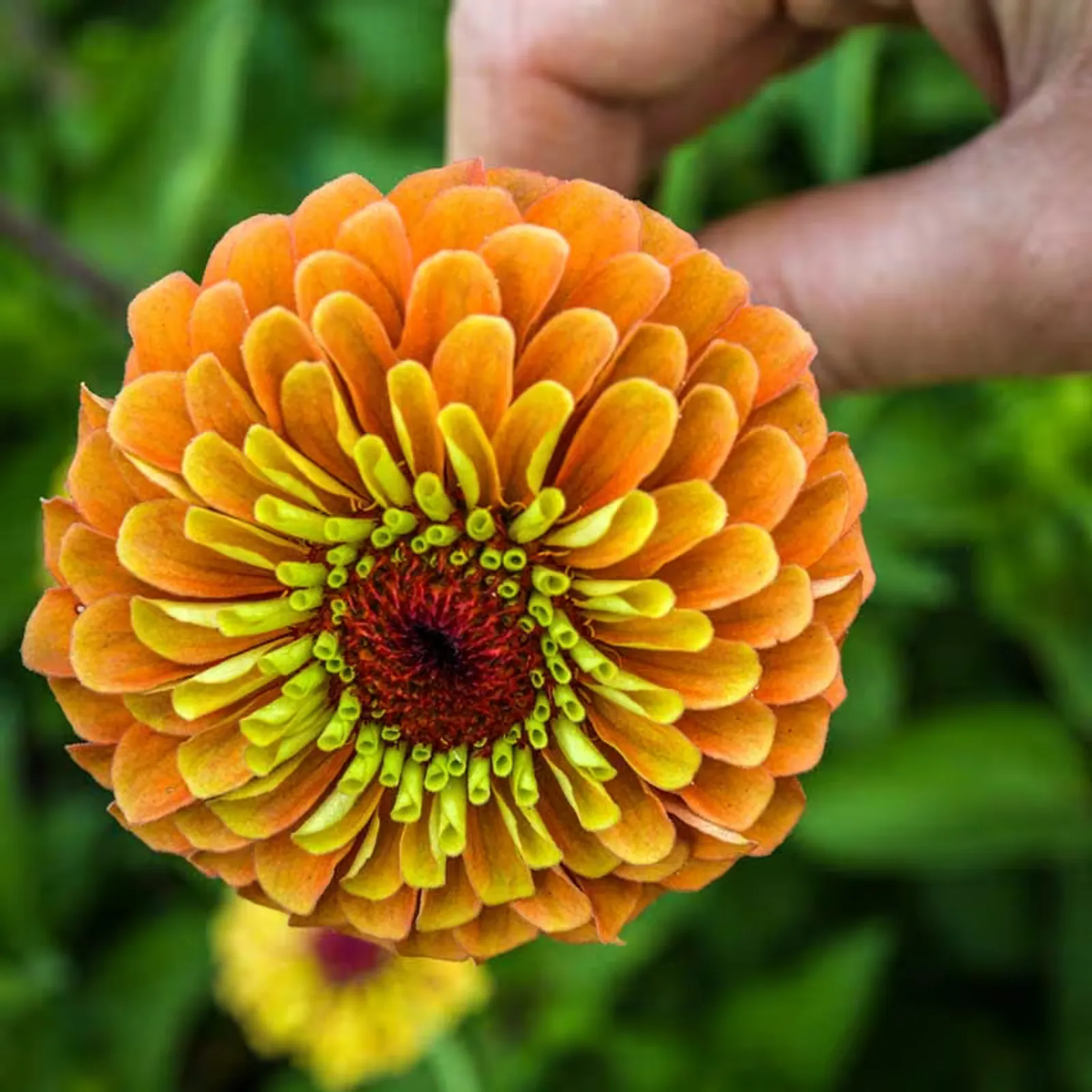 Queen Lime Orange Zinnia