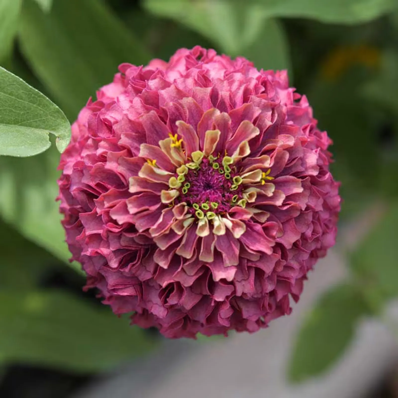 Queen Lime Red Zinnia