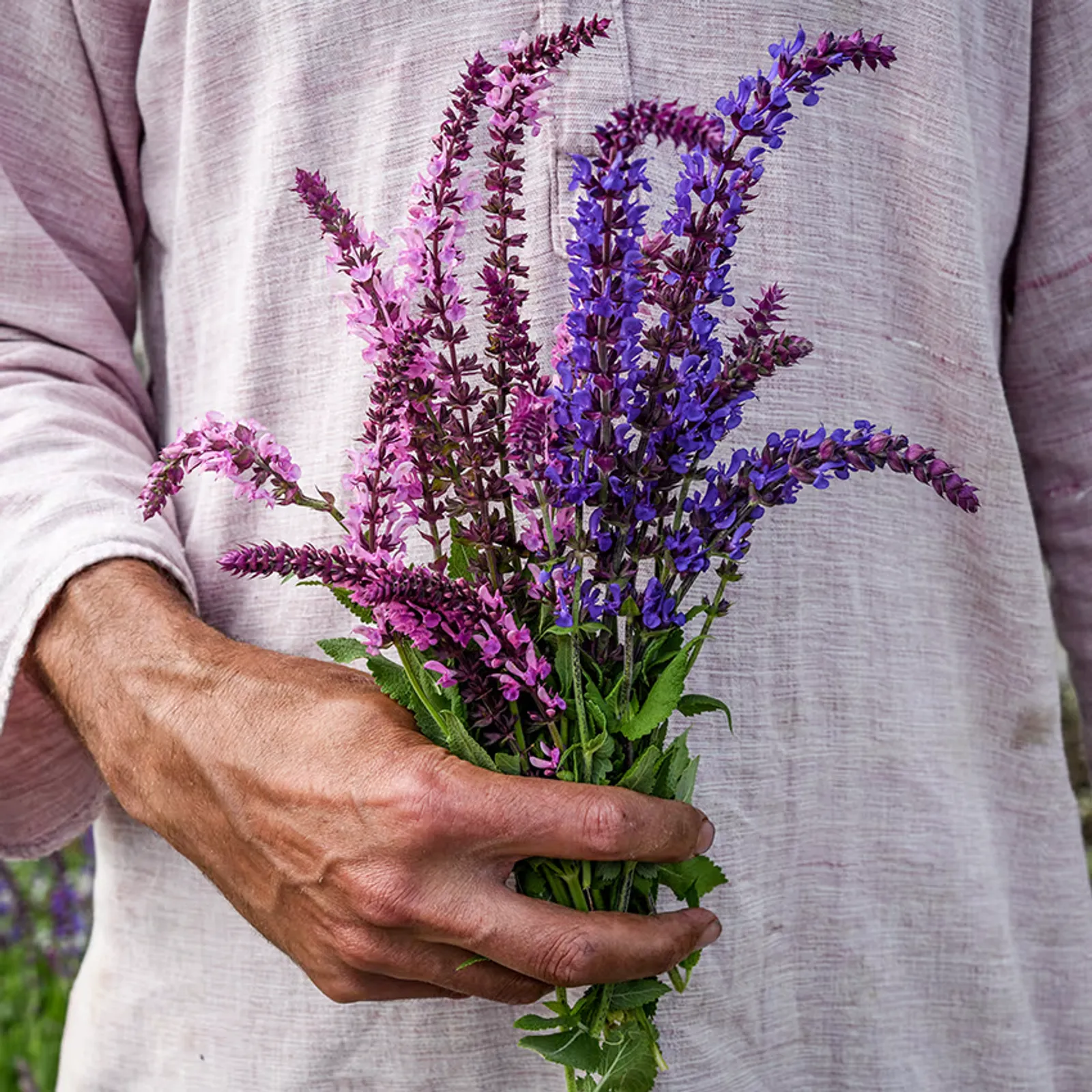 Queen Mix Sage