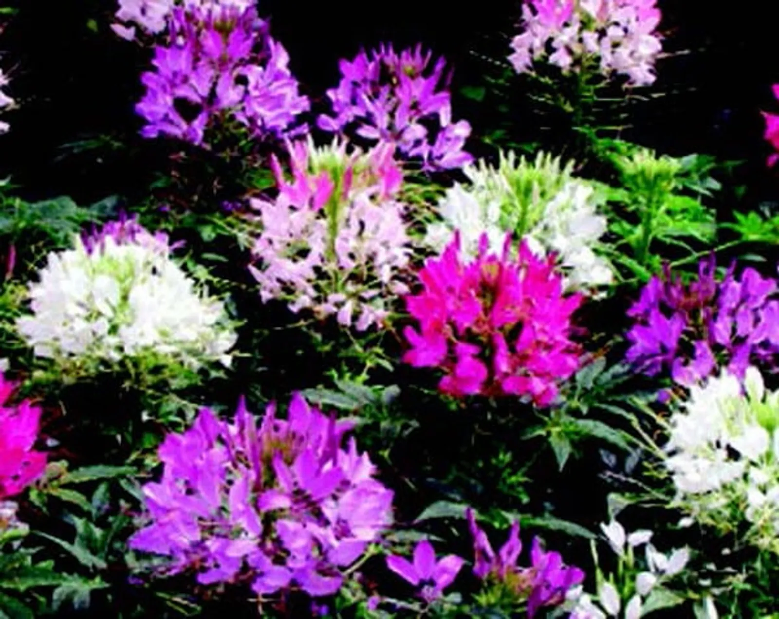 Queen Mix Cleome Petunia