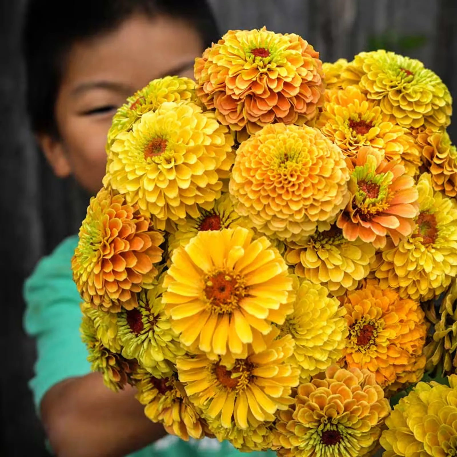 Queeny Series Zinnia