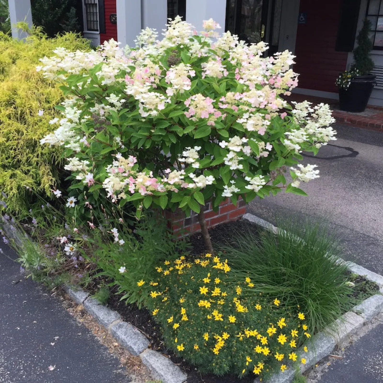 Quick Fire Tree Hydrangea