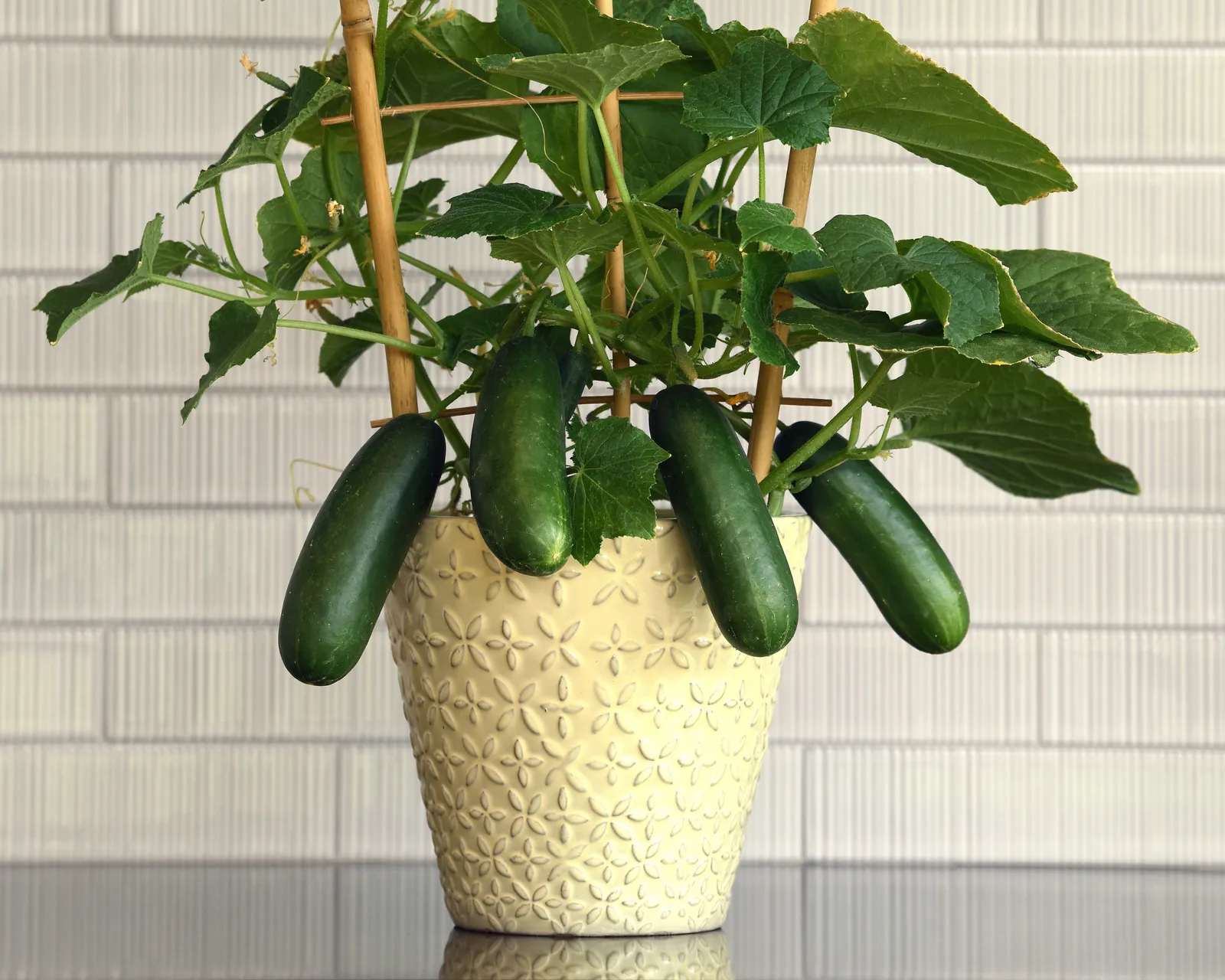Quick Snack Hybrid Mini Cucumbers