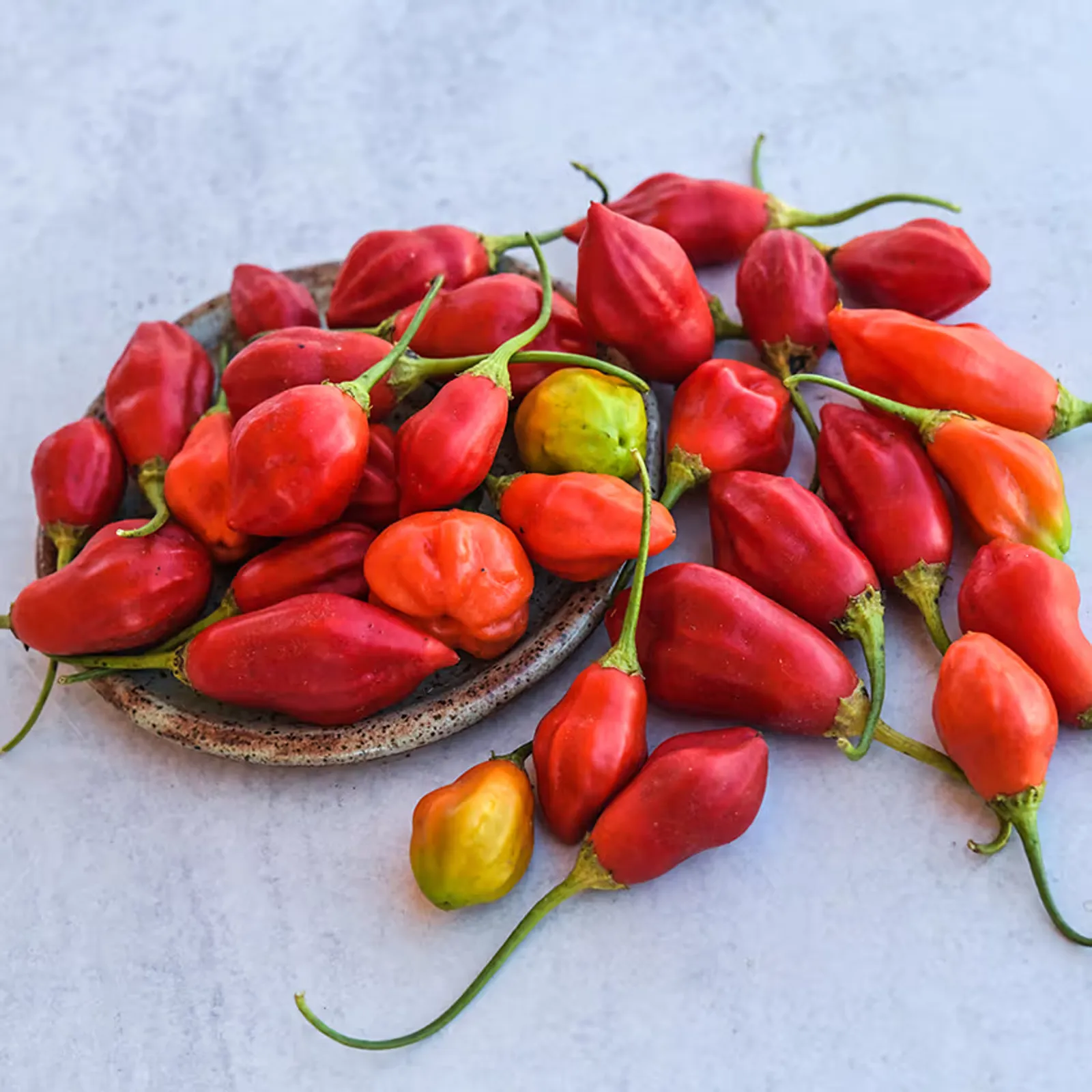 Rain Forest Chili Peppers