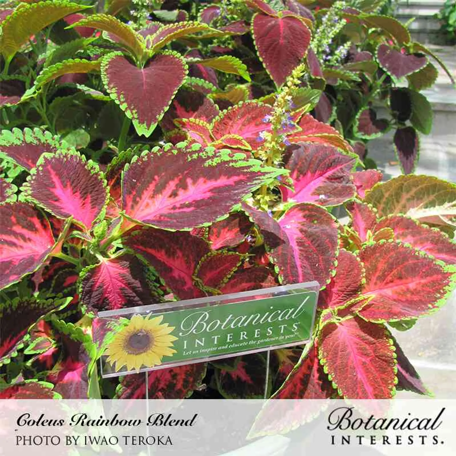 Rainbow Blend Coleus Impatiens
