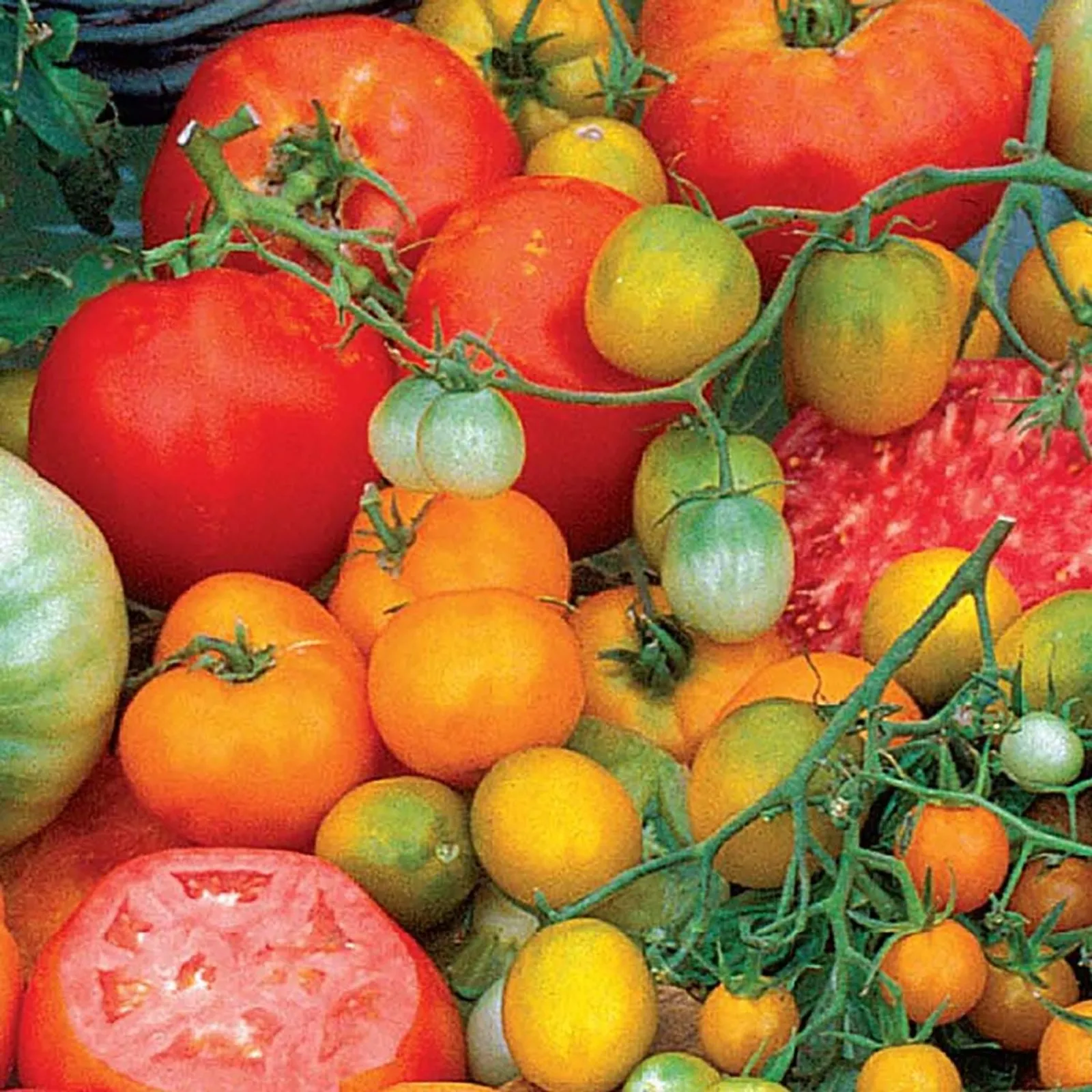 Rainbow Blend Tomatoes
