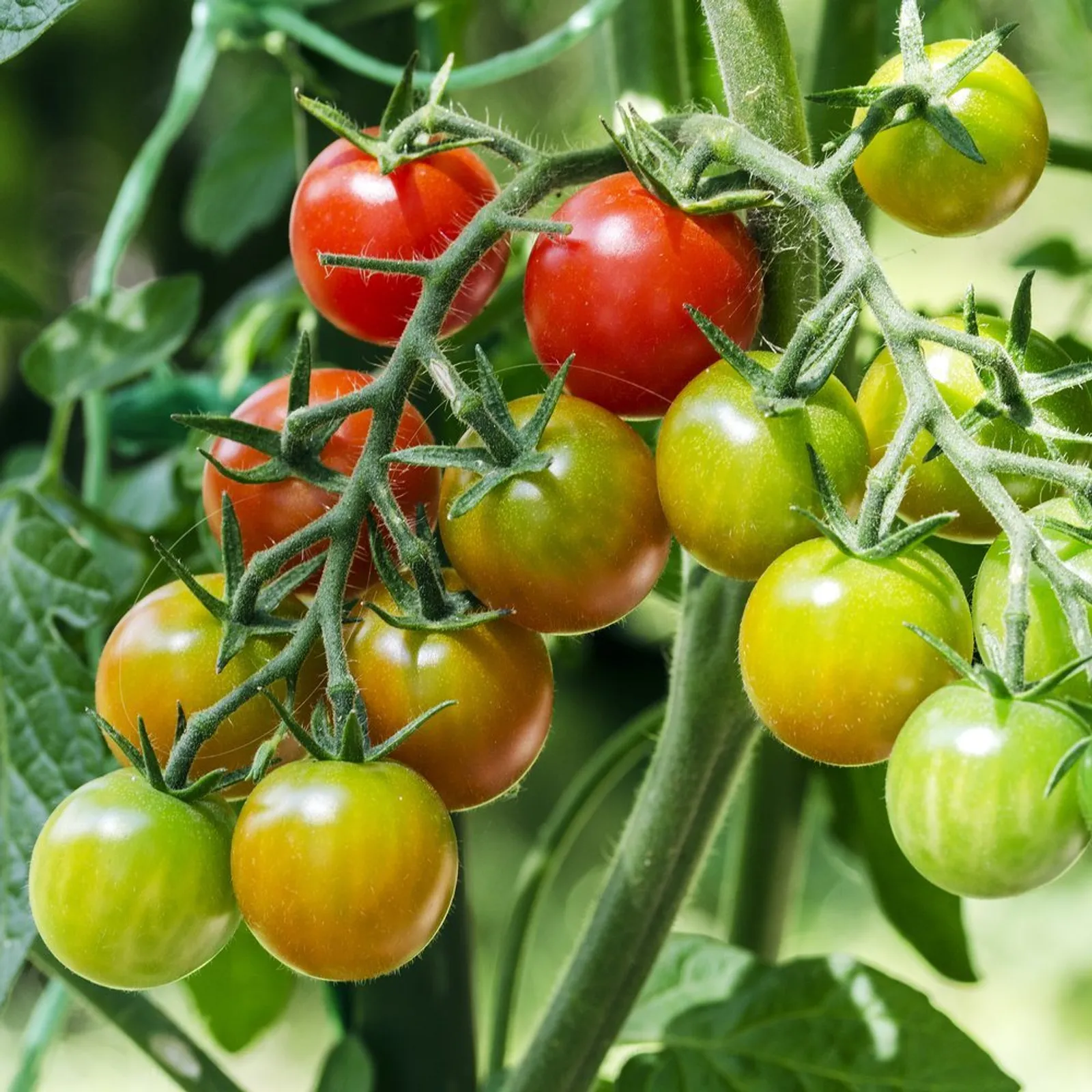 Rainbow Blend Pole Cherry Tomatoes