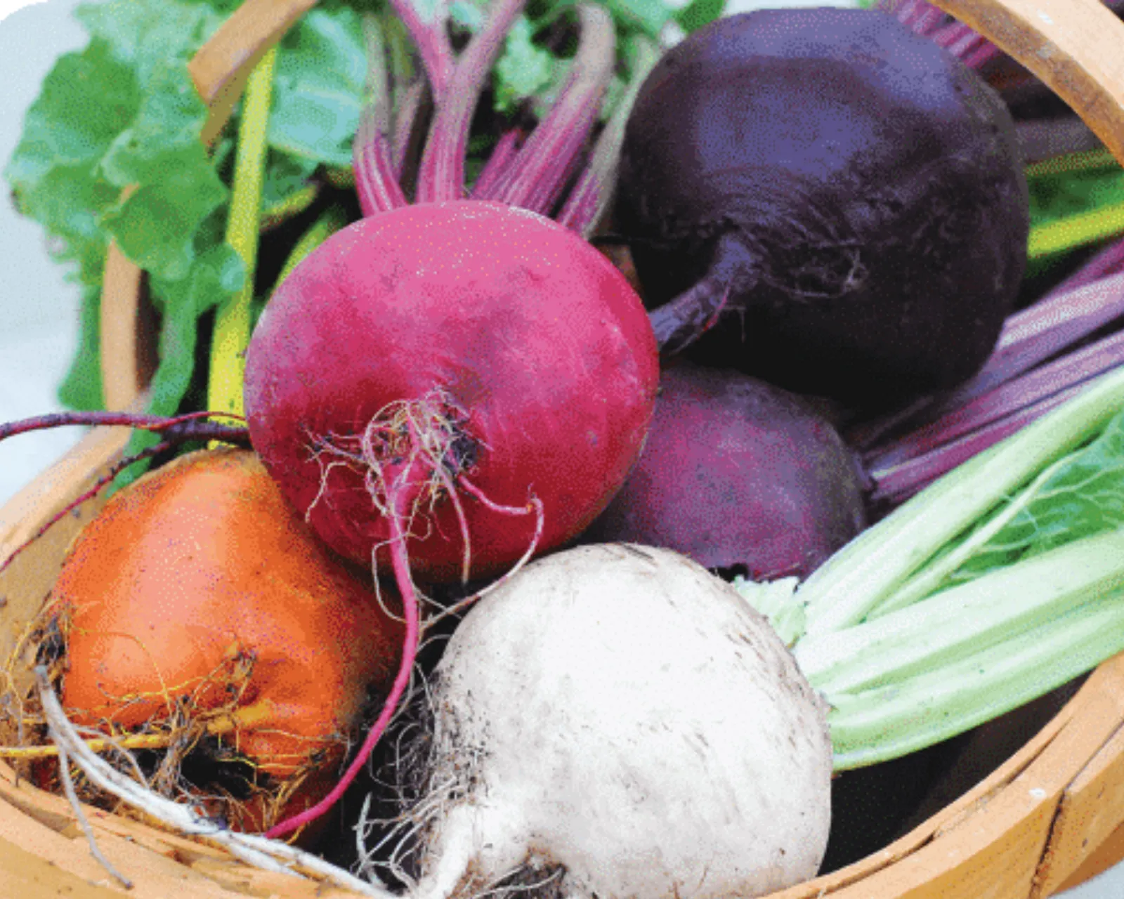 Rainbow Blend Showstopper Beets