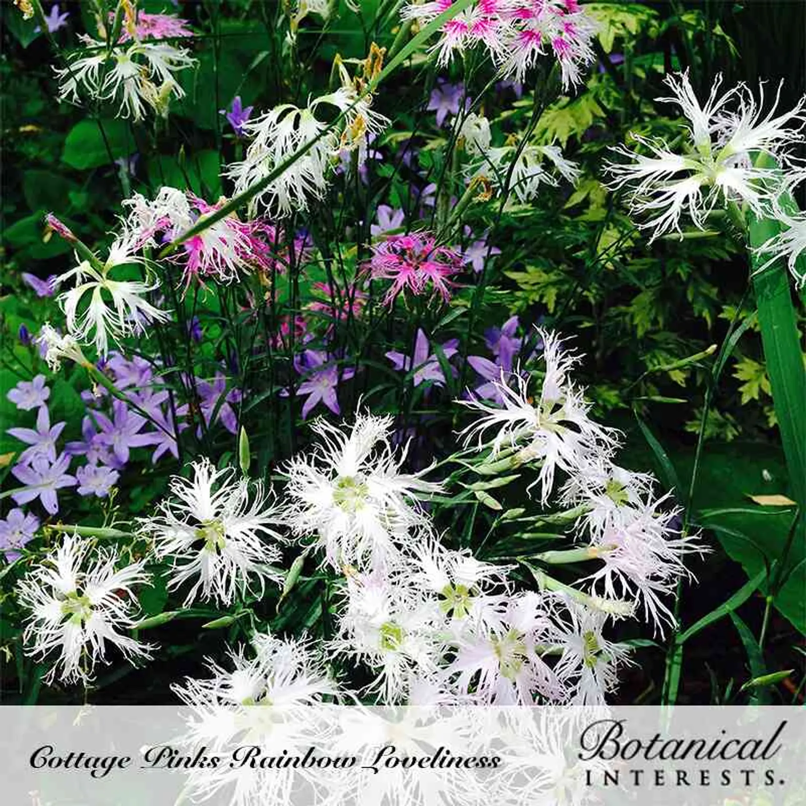 Rainbow Loveliness Cottage Pinks Dianthus