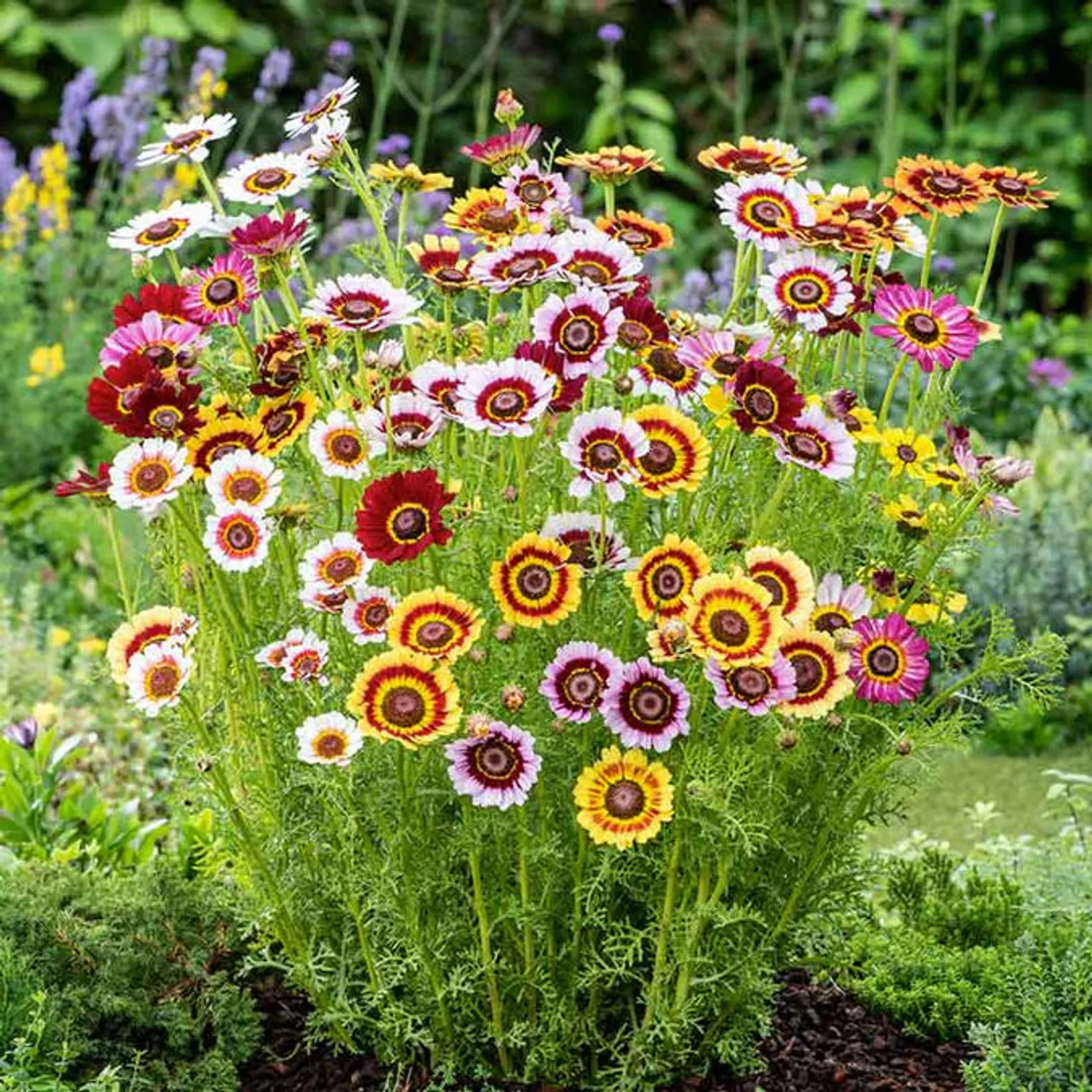 Painted, Single Mixed Colors Daisy