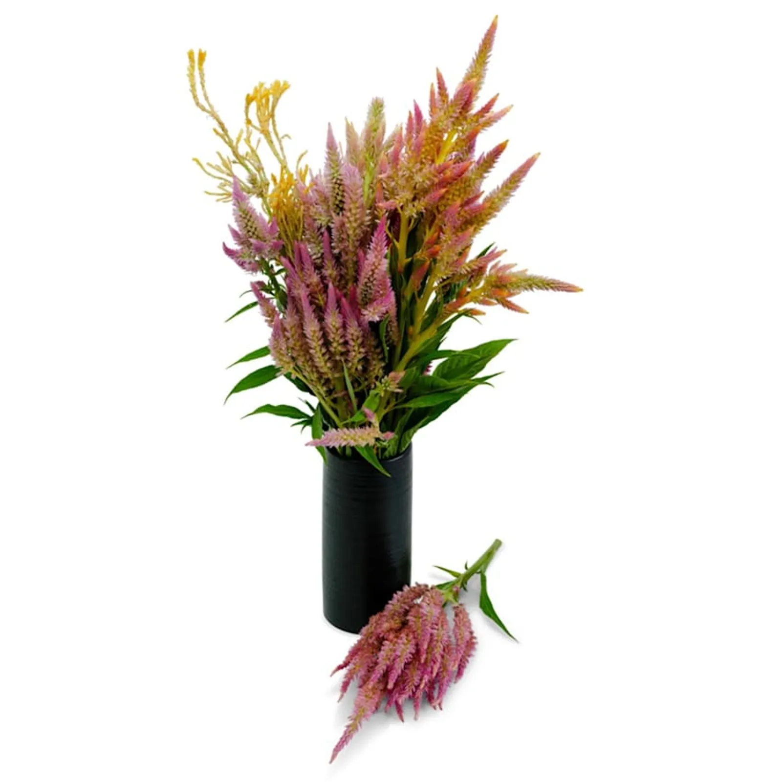 Rainbow Sherbet Mix Celosia