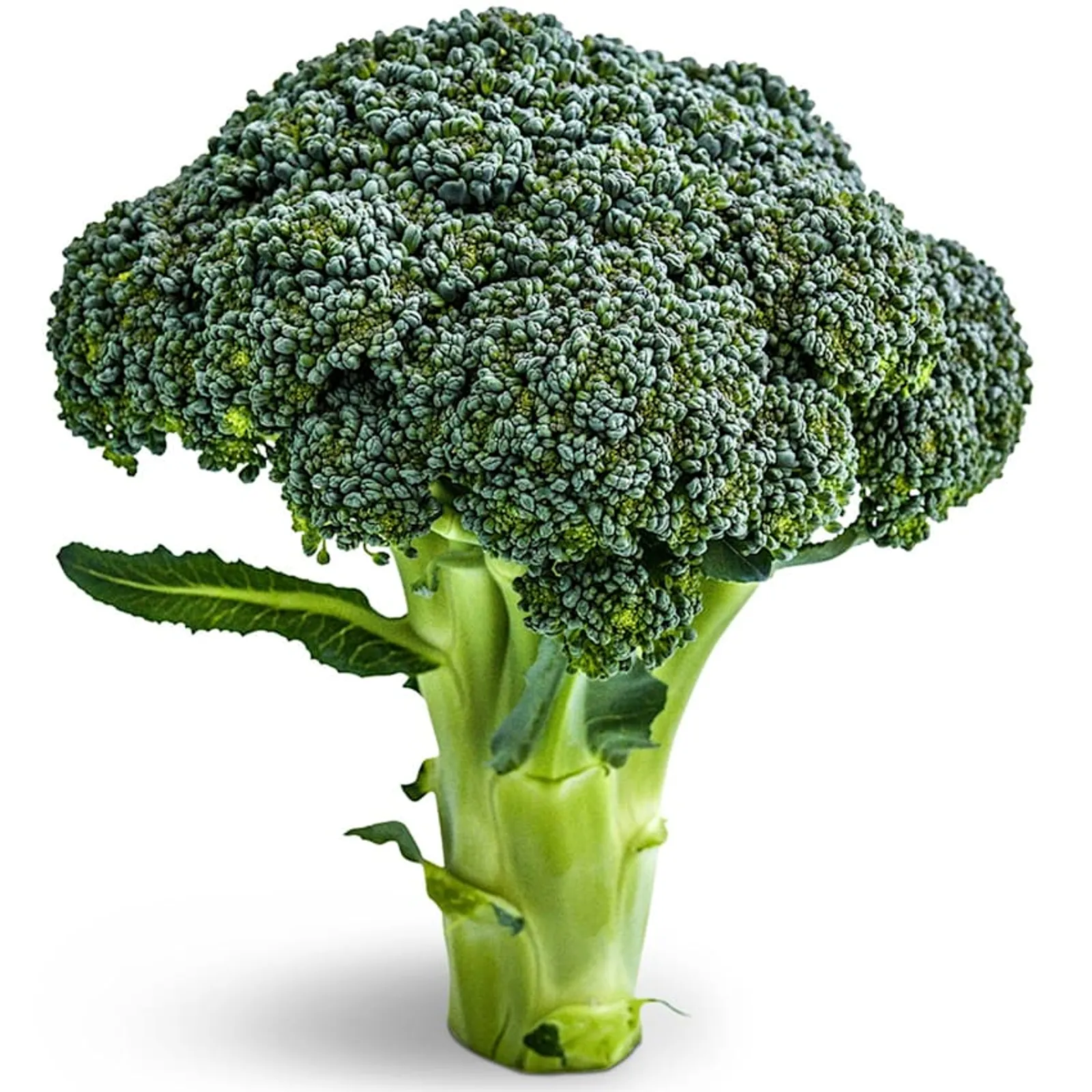 Rasmus Broccoli